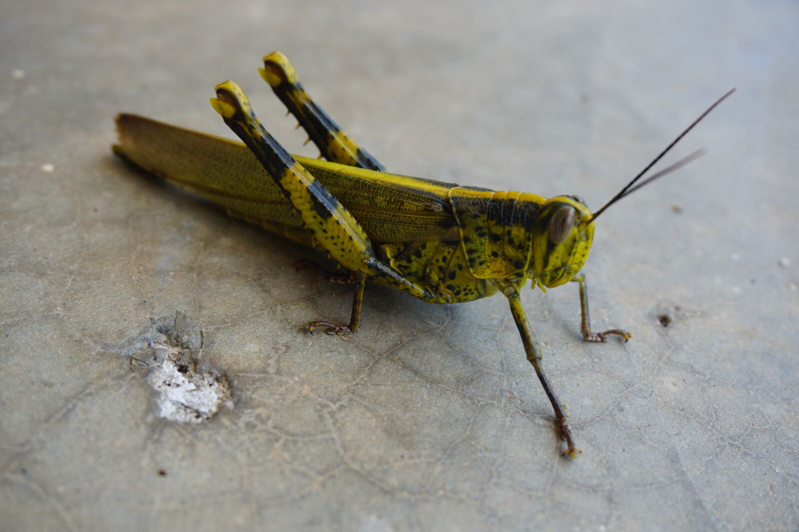 Sony a5100 sample photo. Yellow grasshopper, the javanese photography
