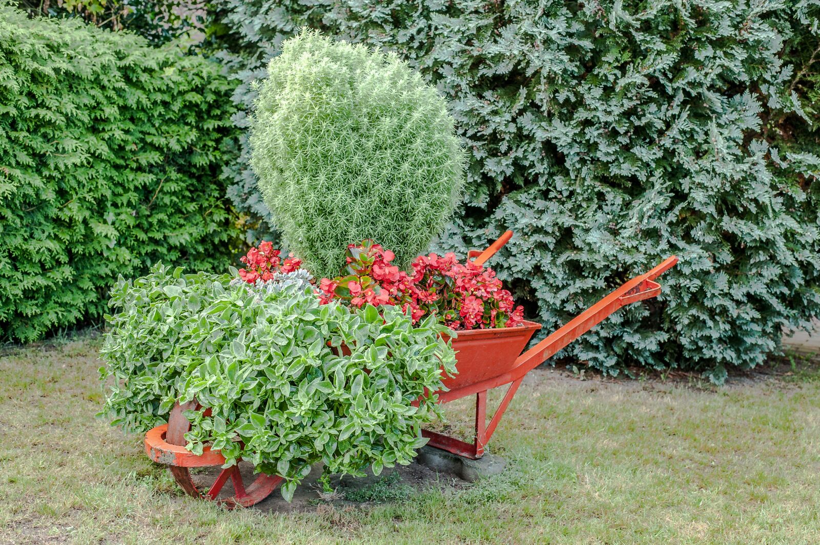 Nikon D700 sample photo. Wheelbarrow, red, flowers photography