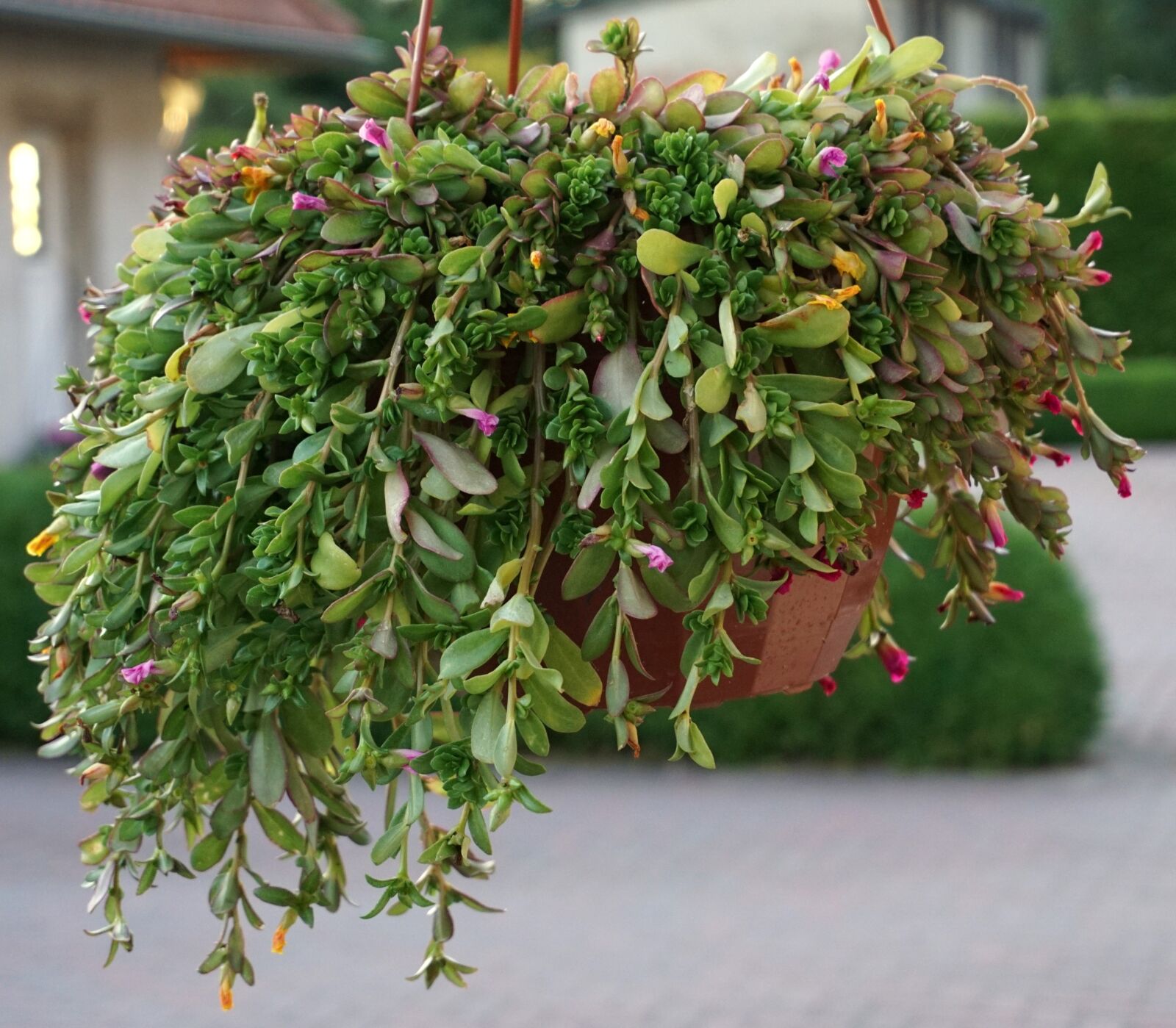 Sony a6000 sample photo. Hanging, plant, hanging basket photography