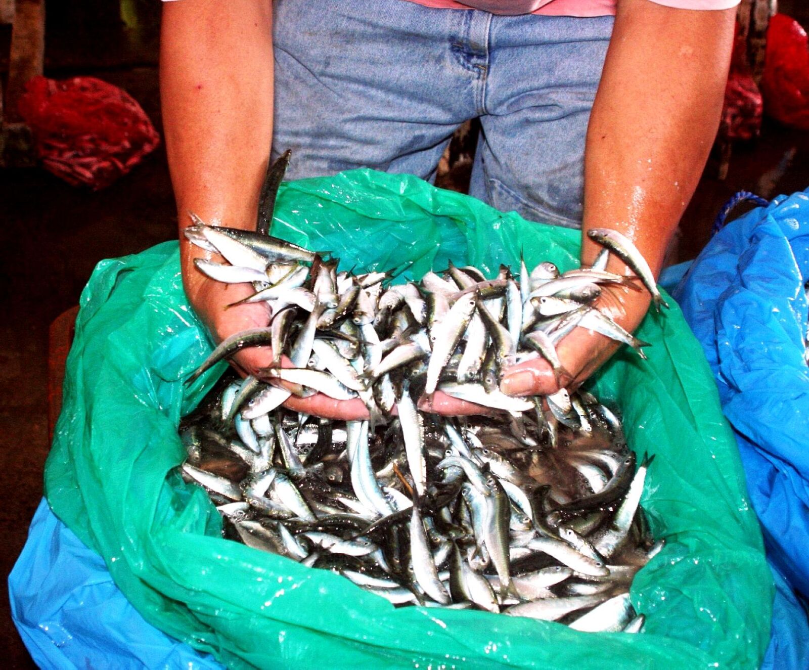 Canon EOS 350D (EOS Digital Rebel XT / EOS Kiss Digital N) sample photo. Fisherman, catch, sardines photography