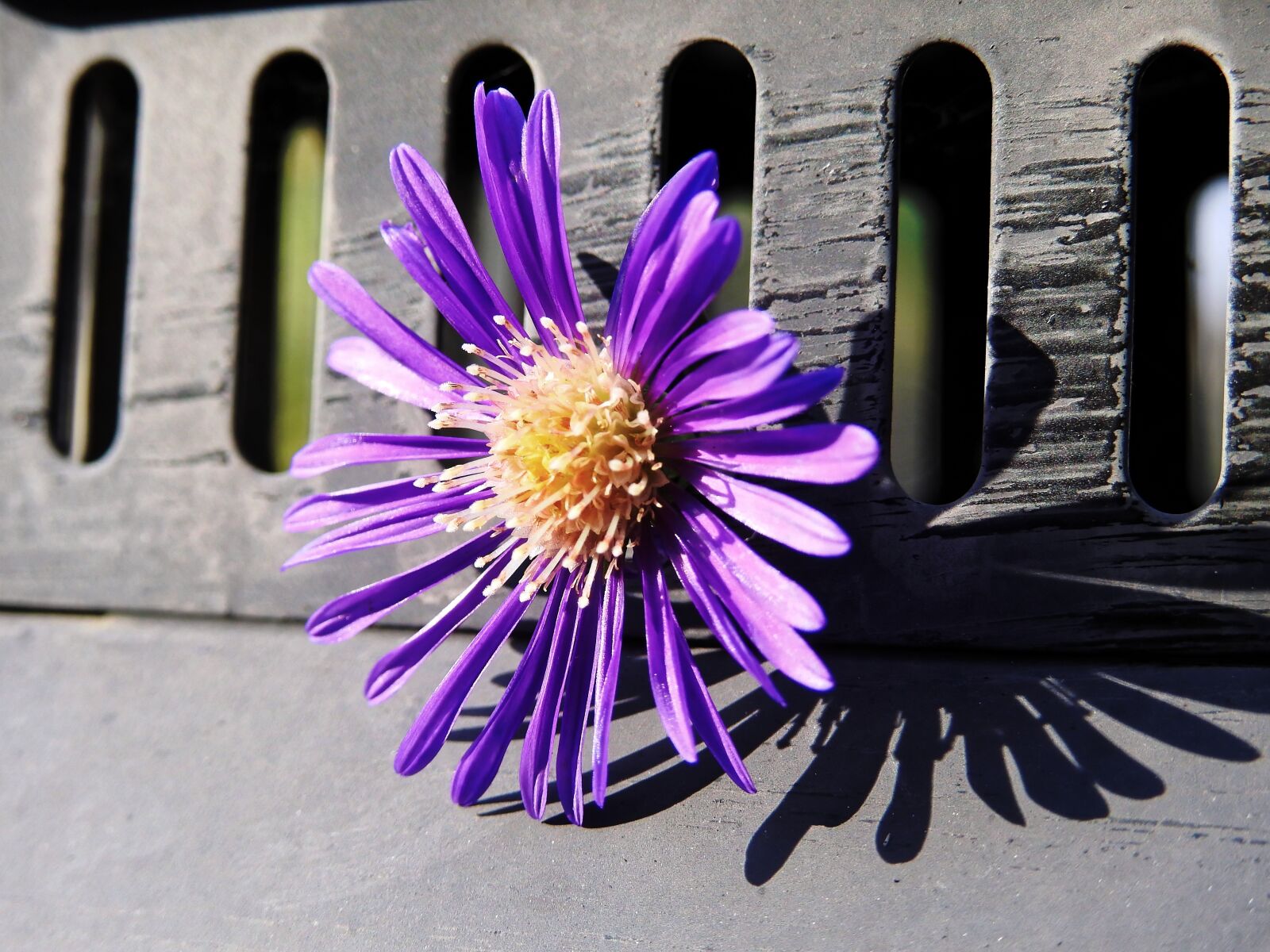 Nikon Coolpix P900 sample photo. Flower, blossom, bloom photography