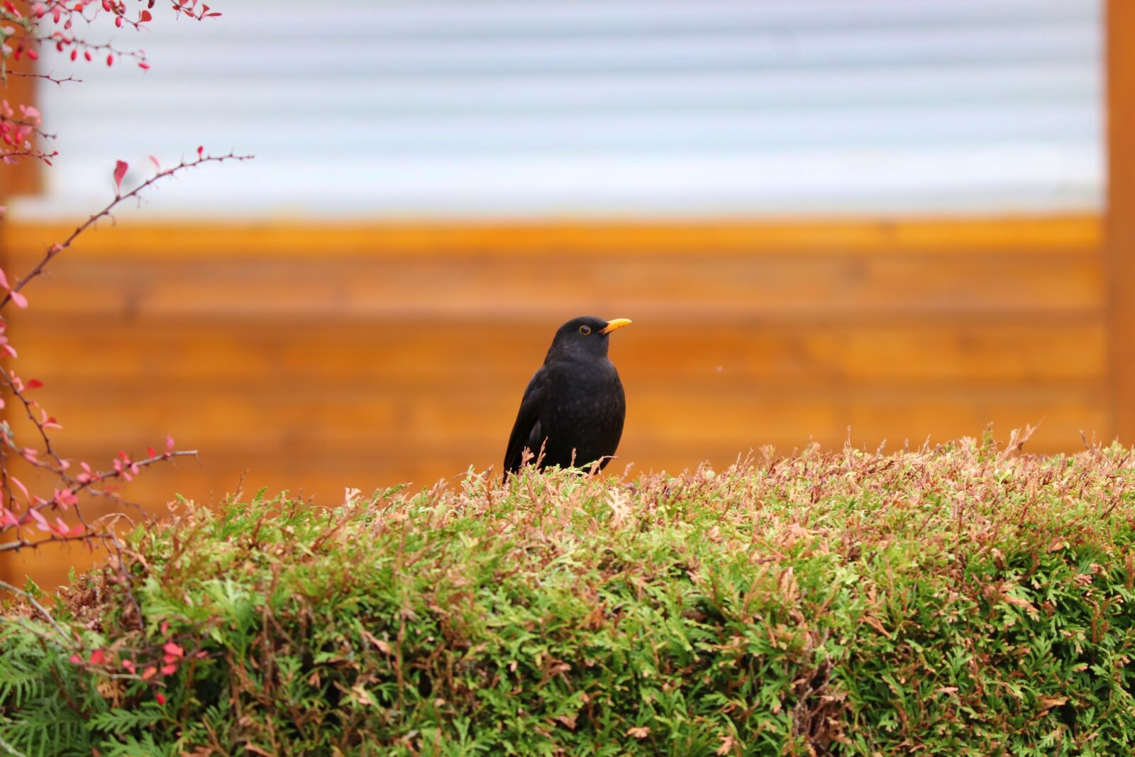 Canon EOS 200D (EOS Rebel SL2 / EOS Kiss X9) sample photo. Blackbird, songbird, fence photography