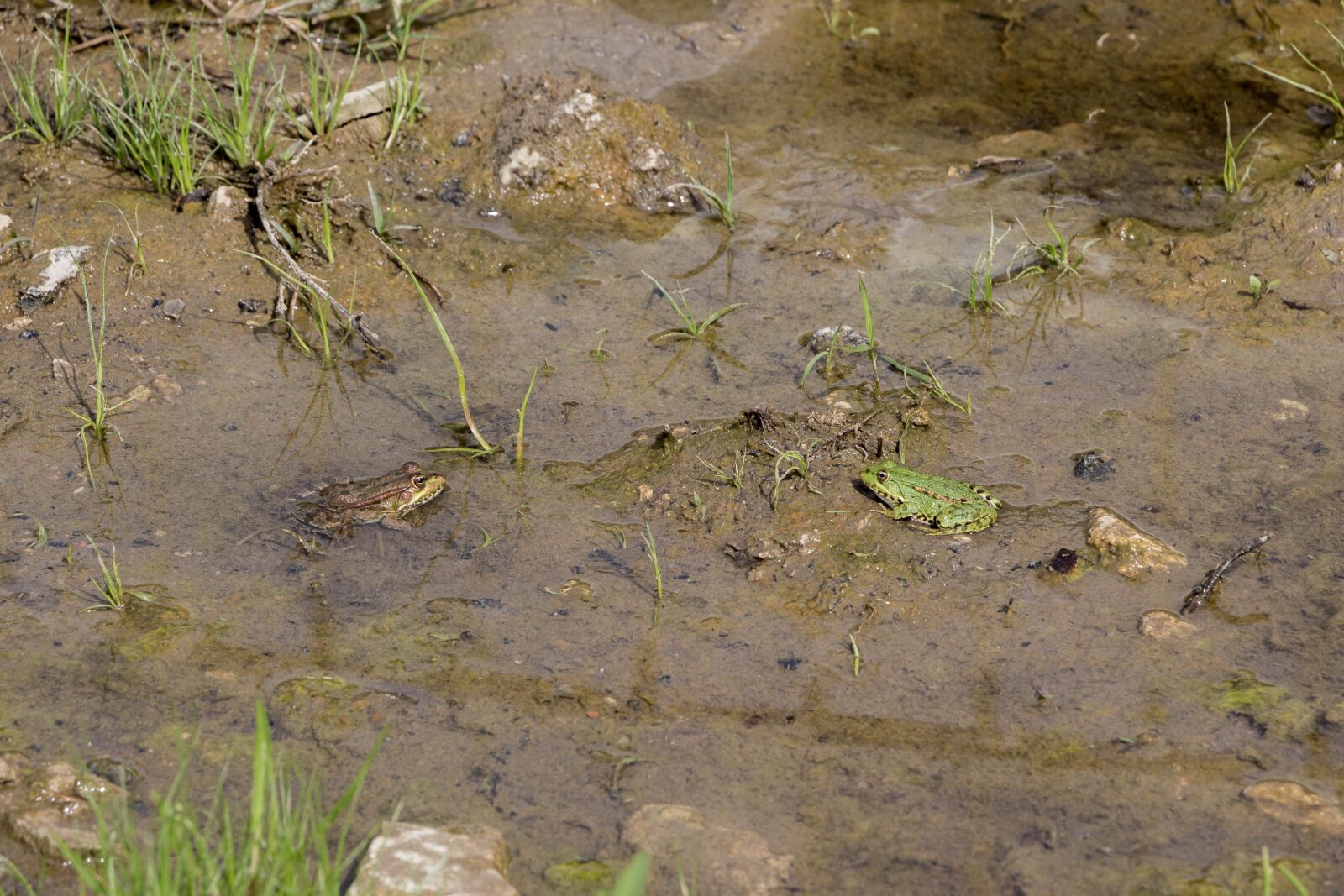 Canon EOS 100D (EOS Rebel SL1 / EOS Kiss X7) sample photo. Frog, green, reservoir photography