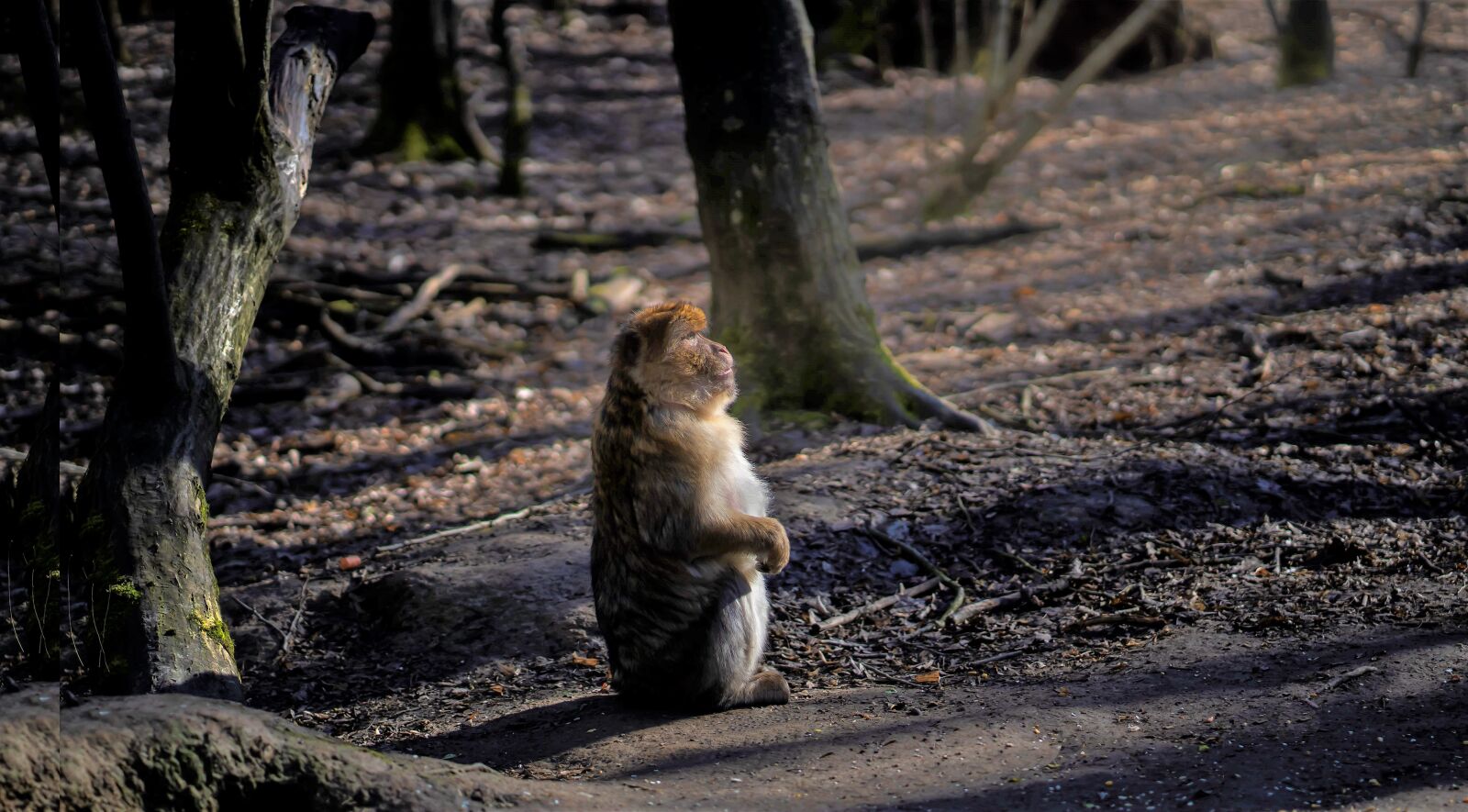 Sony a7 III + Sony FE 85mm F1.8 sample photo. Ape, monkey, primate photography
