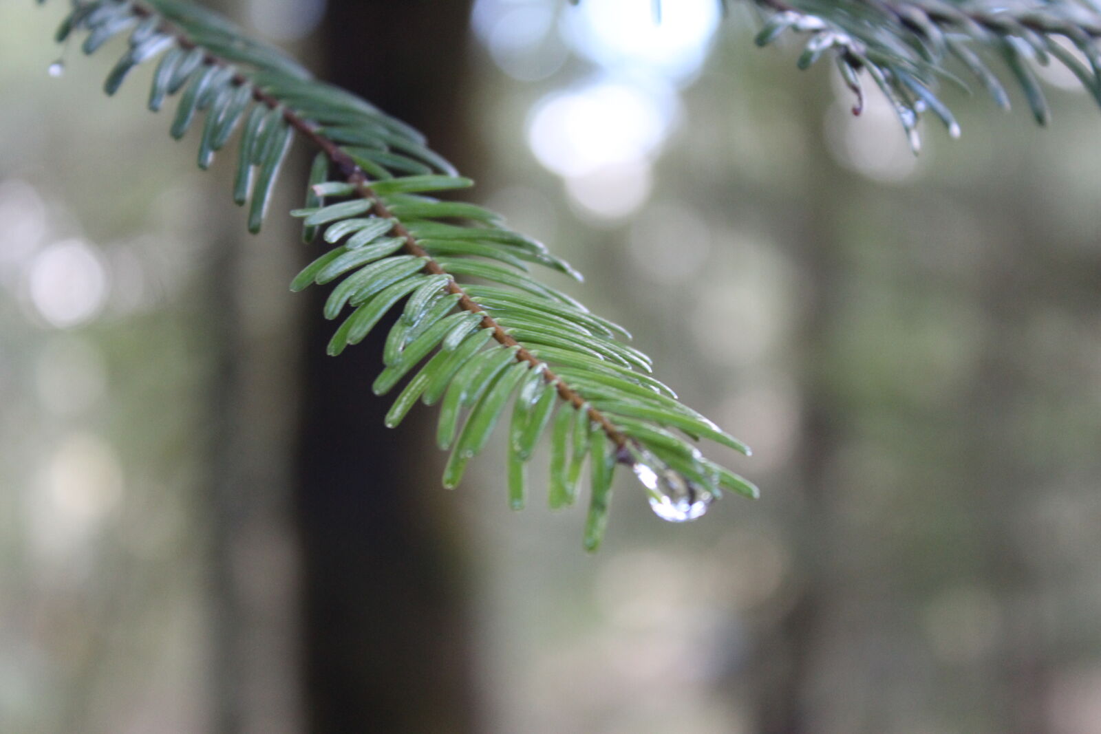 Canon EOS 1200D (EOS Rebel T5 / EOS Kiss X70 / EOS Hi) sample photo. Pine, pine, needles, tree photography
