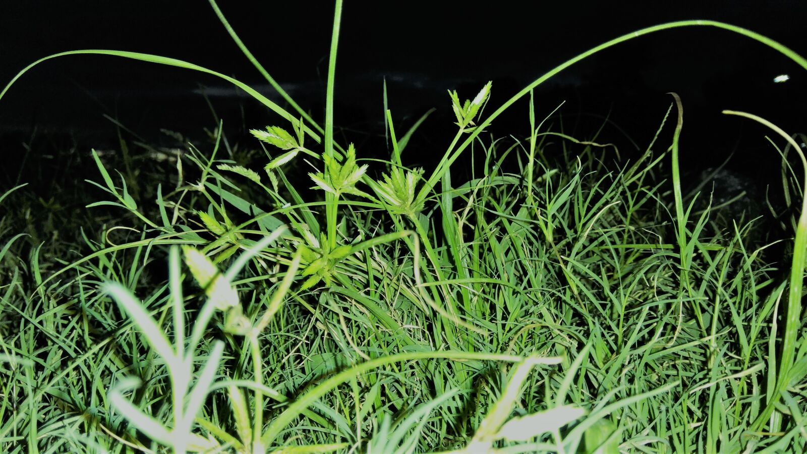 Xiaomi Redmi Note 4 sample photo. Cool, night, dark, green photography