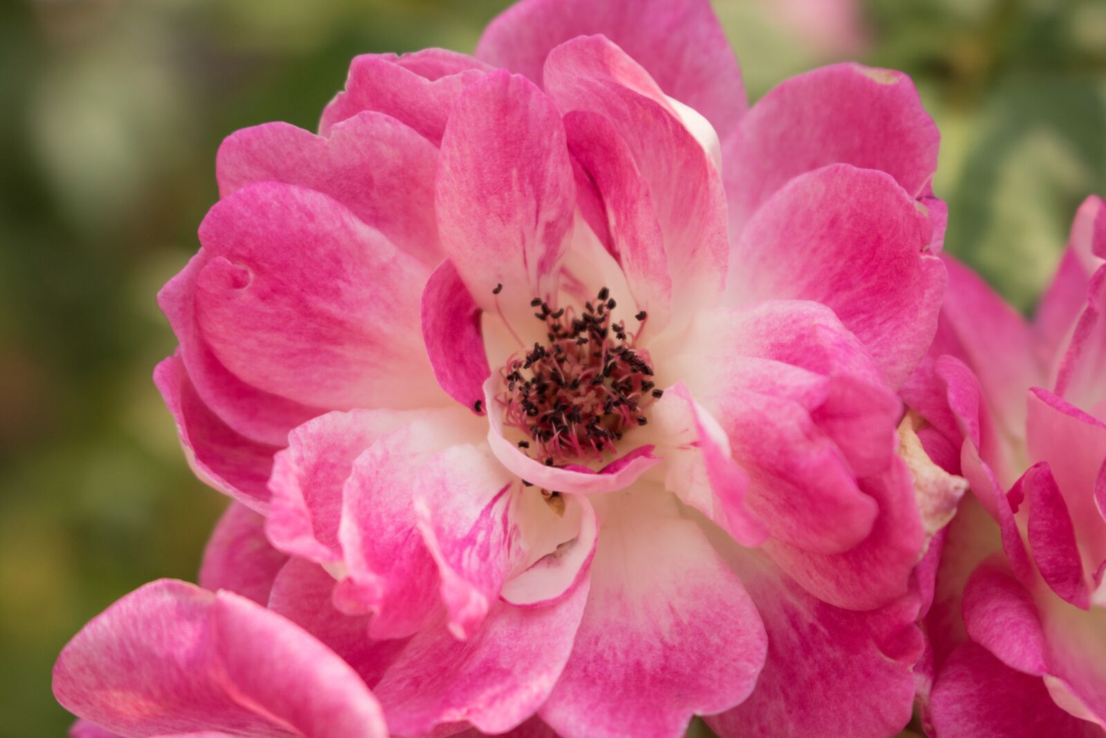 Canon EOS 750D (EOS Rebel T6i / EOS Kiss X8i) sample photo. Flower, pink, bloom photography