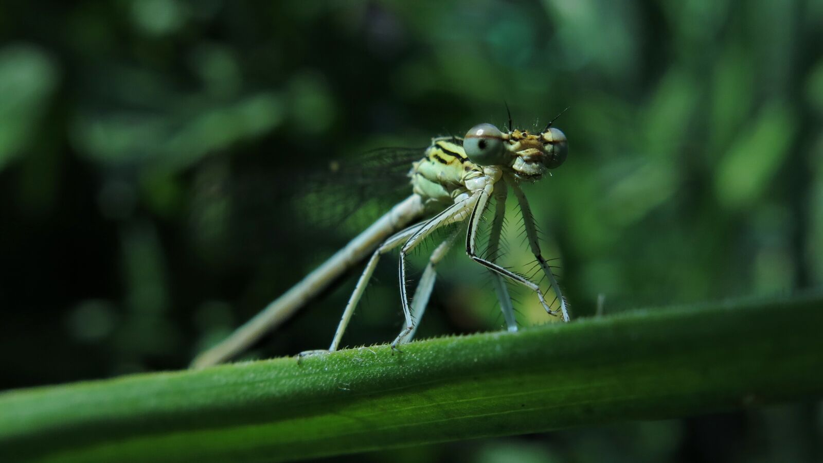 Canon PowerShot G15 sample photo. White feather dragonfly, dragonfly photography