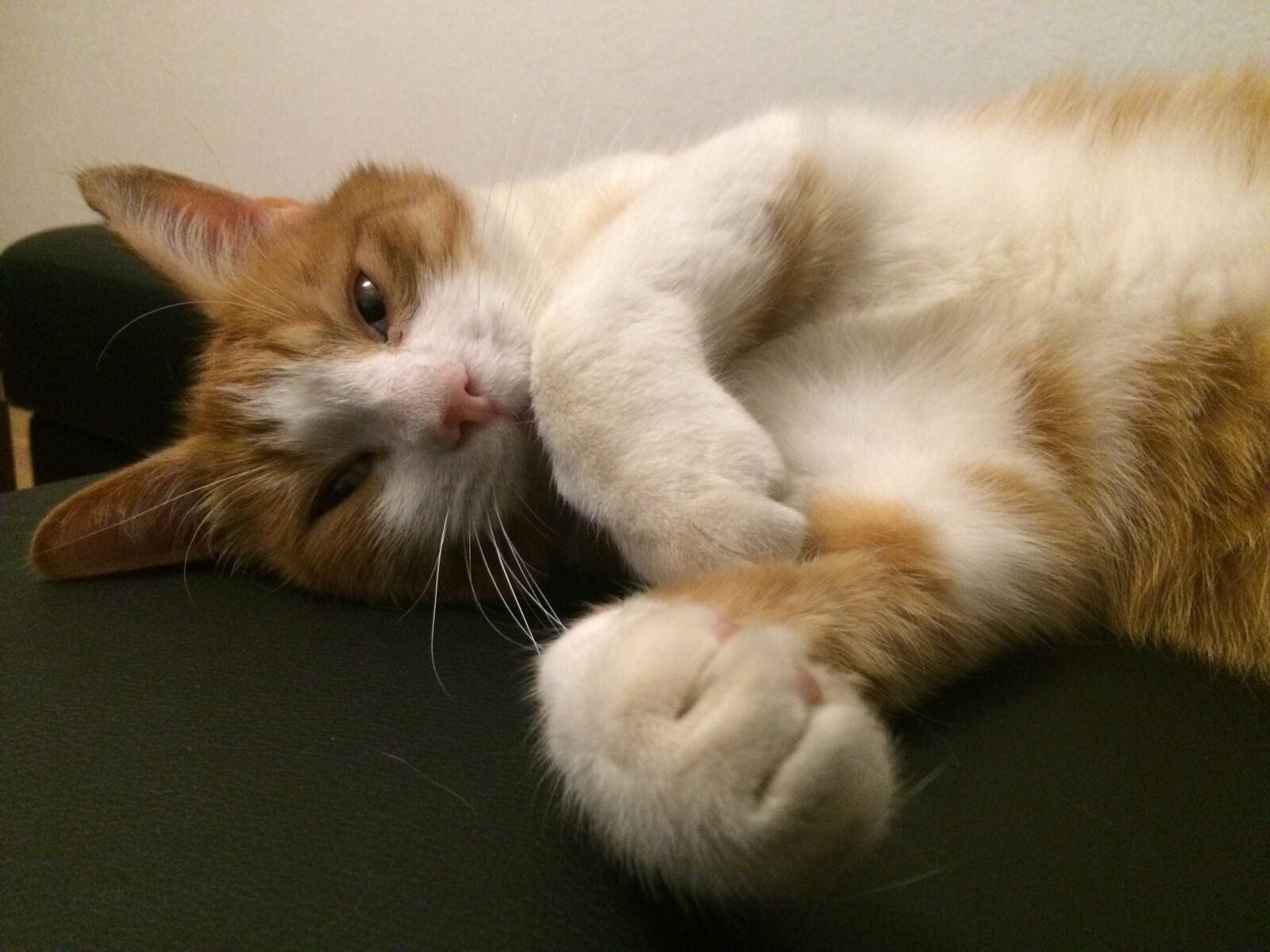 iPhone 5s back camera 4.15mm f/2.2 sample photo. Cat, animal, pet photography