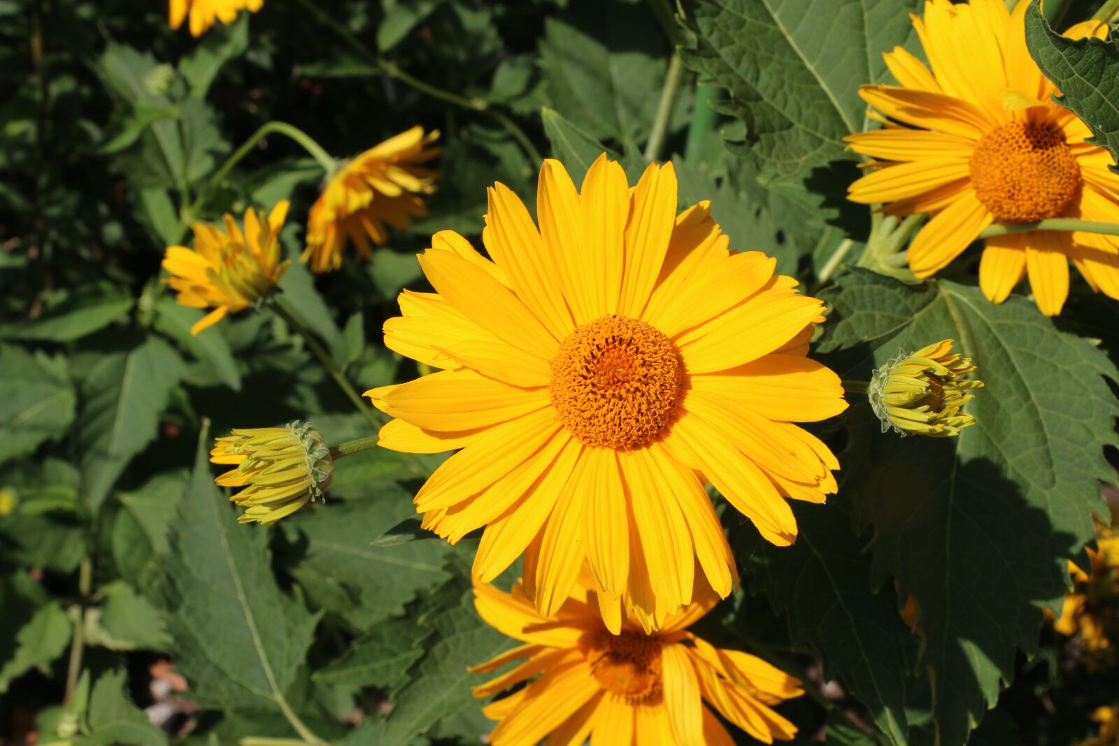 Canon EOS 70D sample photo. Spring, flower, garden photography