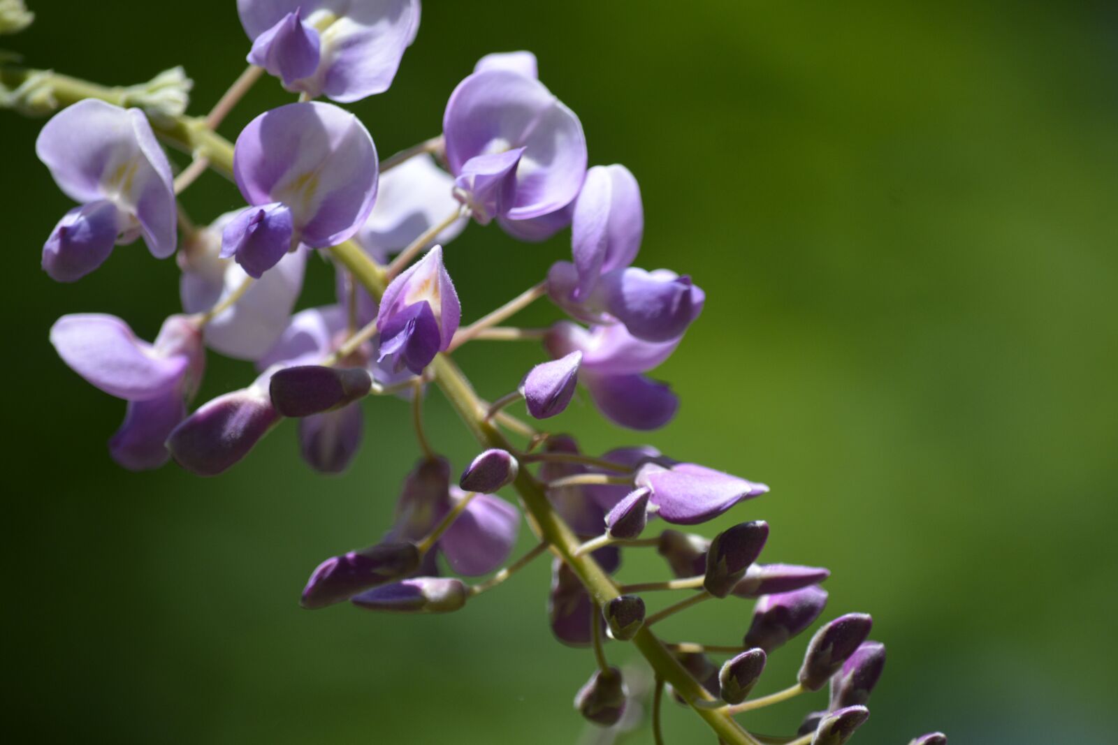 Nikon D7100 sample photo. Wisteria, flower, purple photography