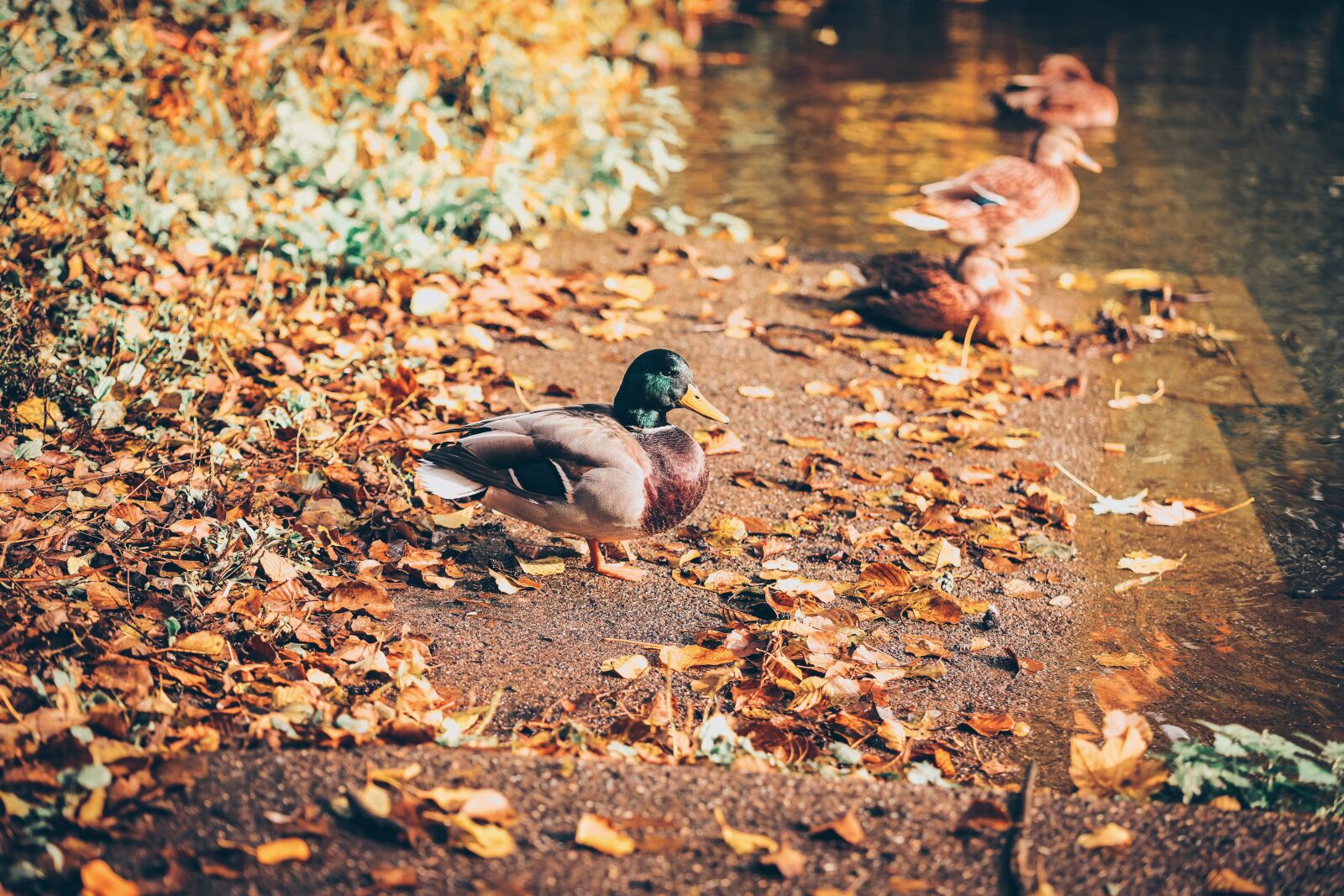 Canon TAMRON SP 90mm F/2.8 Di VC USD MACRO1:1 F004 sample photo. Ducks, park, lake photography