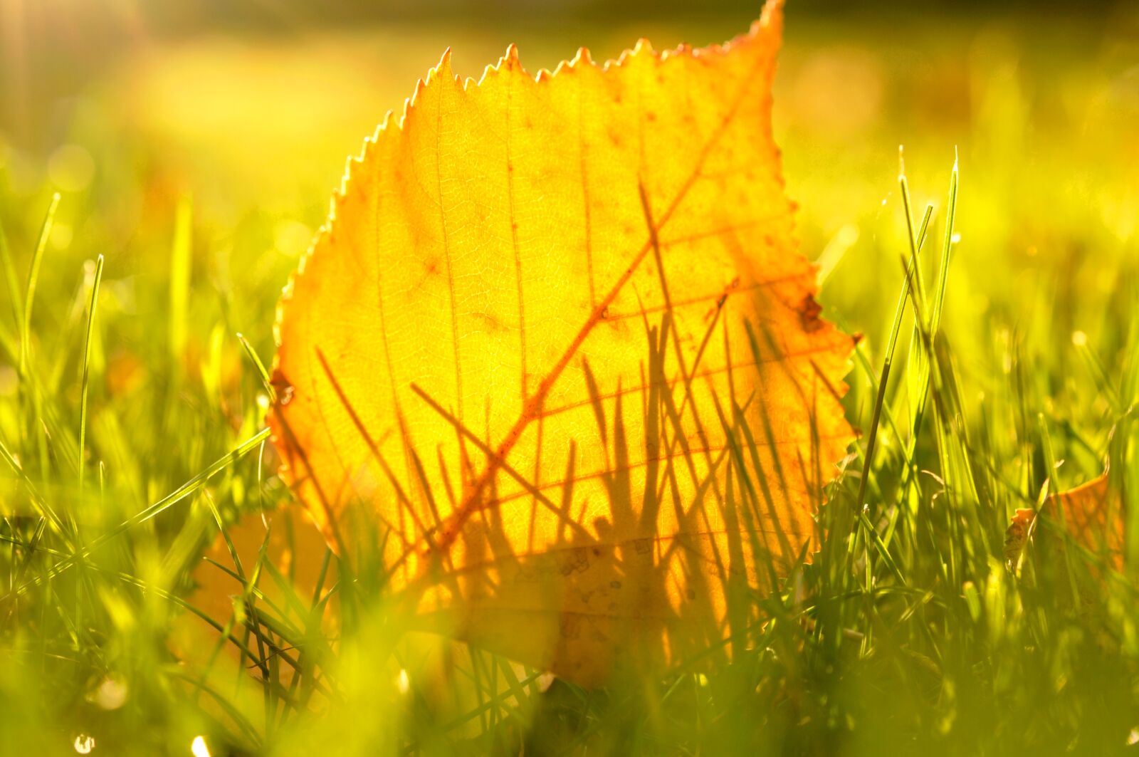 Nikon D90 sample photo. Autumn, leaf, colorful photography