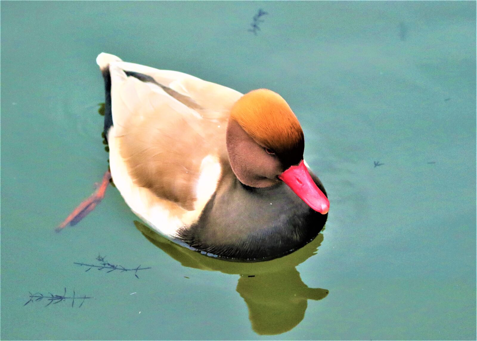 150-600mm F5-6.3 DG OS HSM | Contemporary 015 sample photo. Bird, waterbird, wildlife photography