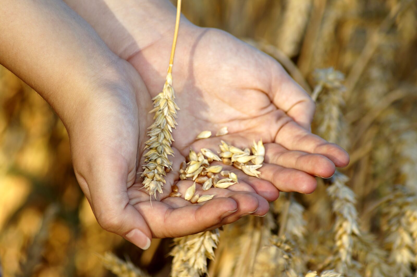 Sony SLT-A58 sample photo. Wheat, hands, grain photography