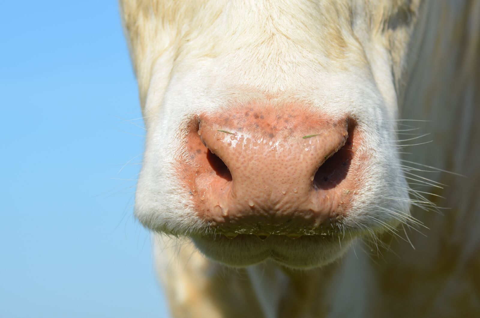 Nikon D5100 sample photo. Nostril, cow, agriculture photography