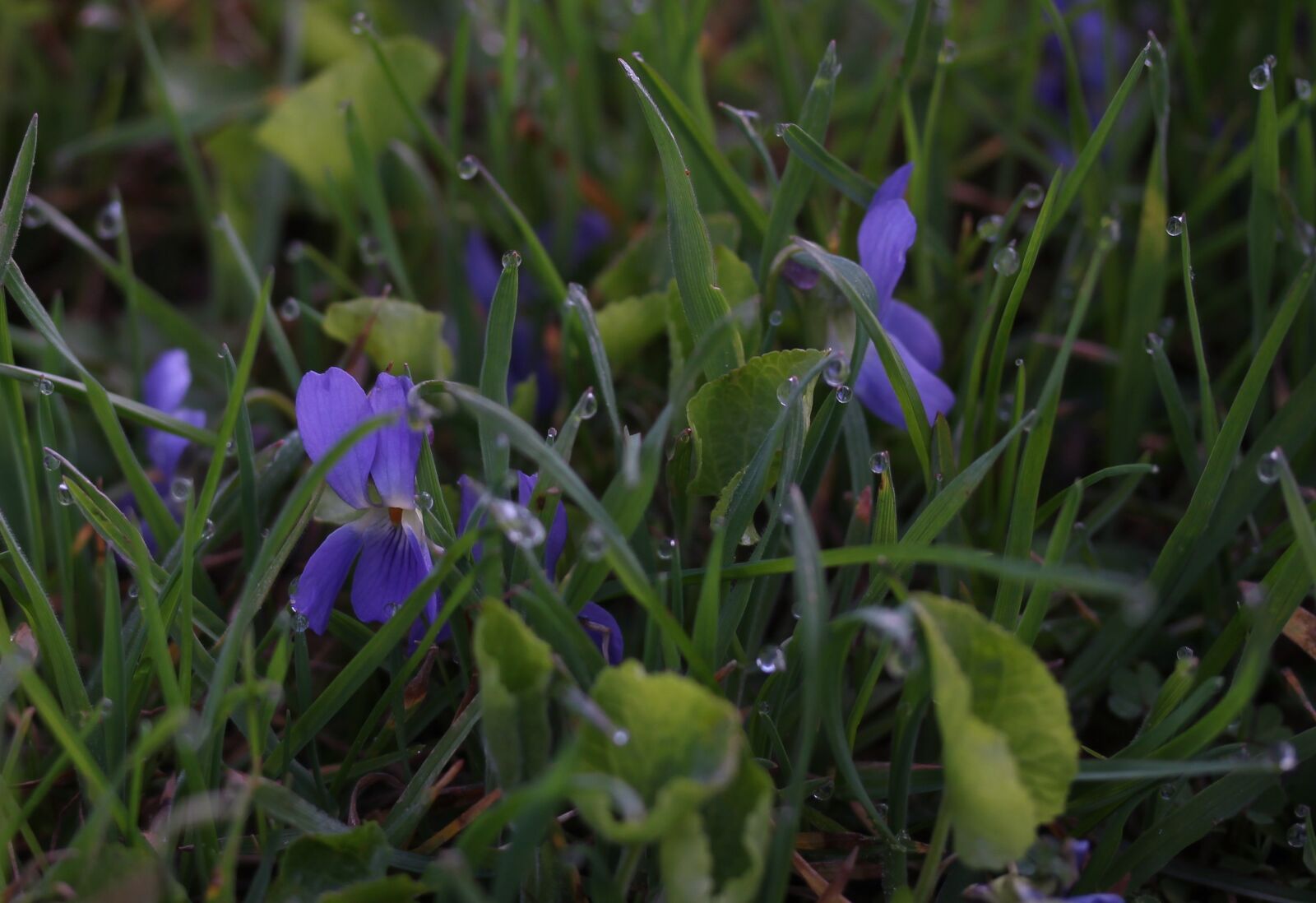 Canon EF-S 60mm F2.8 Macro USM sample photo. Micsunele, blue, dew photography