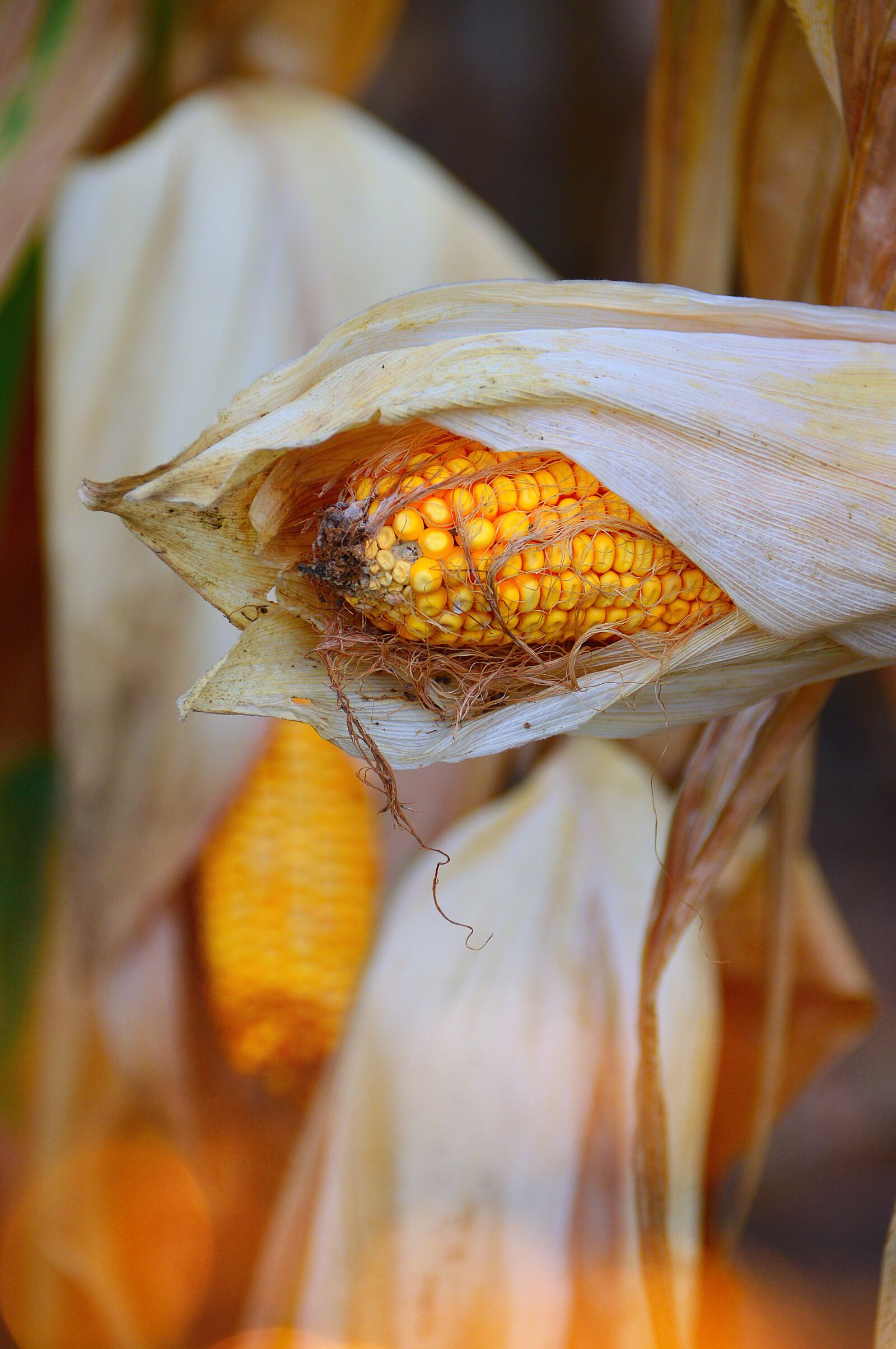 Nikon D3200 sample photo. Food, corn, nature photography