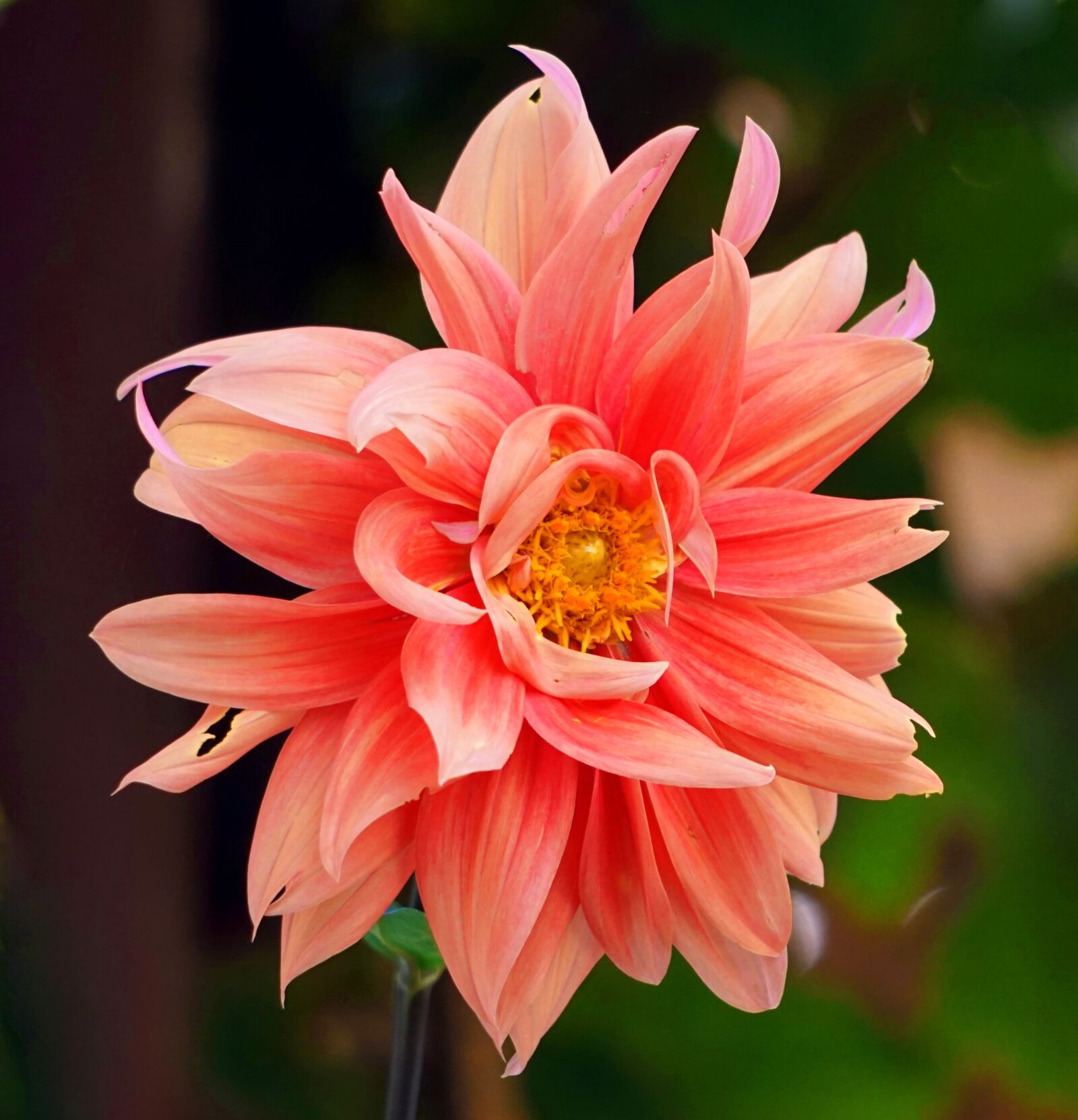 Sony Alpha a5000 (ILCE 5000) + Sony E 55-210mm F4.5-6.3 OSS sample photo. Dahlia, blossom, bloom photography