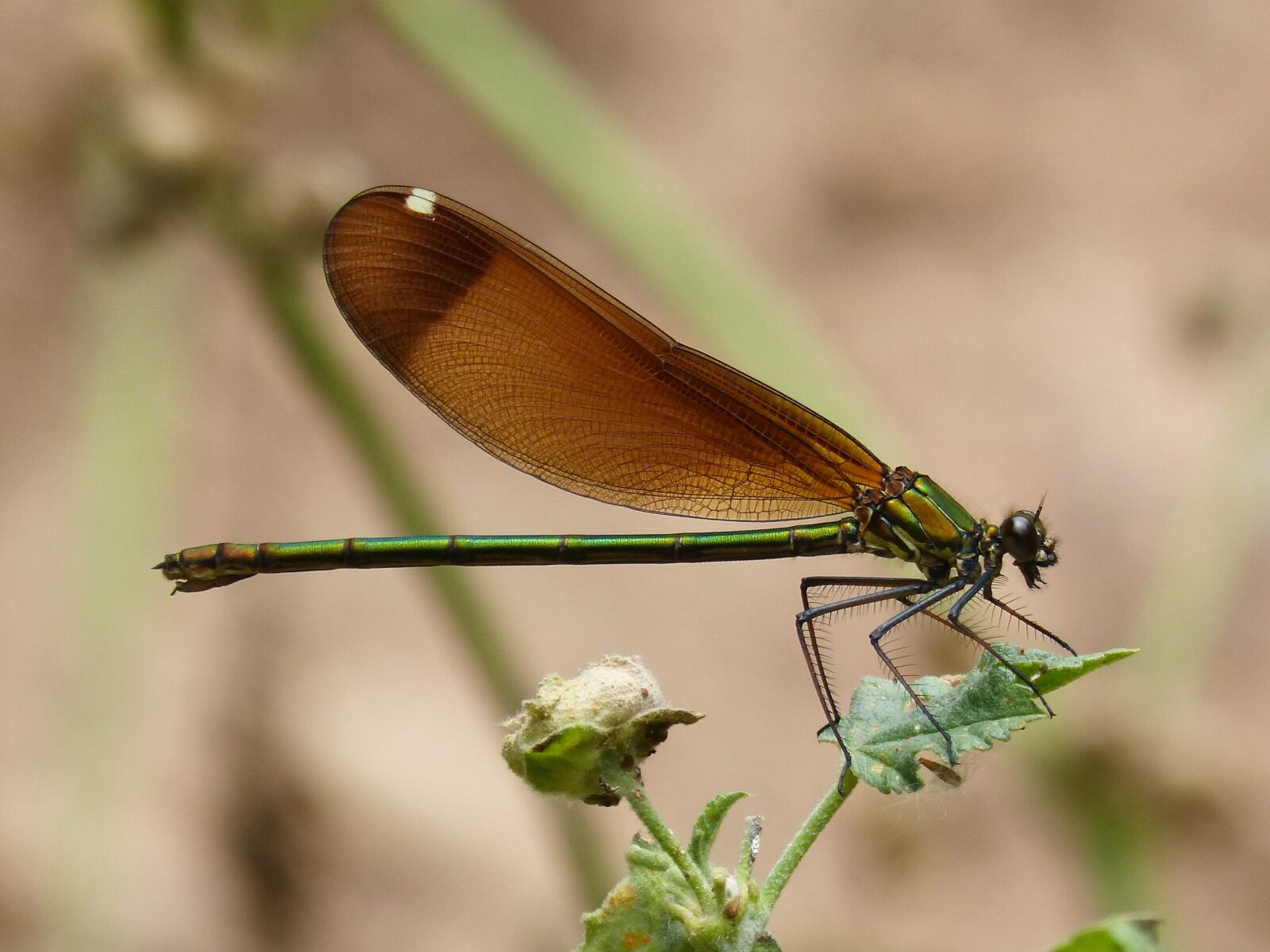 Panasonic DMC-FZ62 sample photo. Calopteryx haemorrhoidalis, dragonfly, wings photography