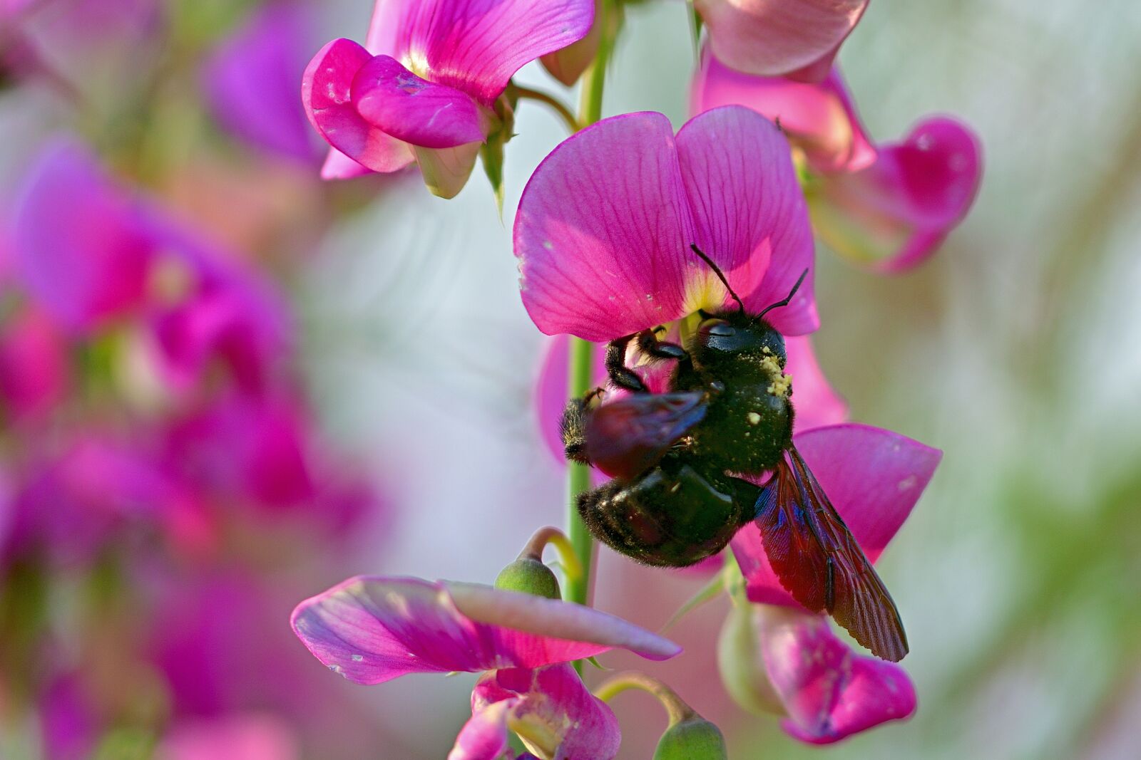 Nikon D5200 sample photo. Eastern wood-bee, vetch, garden photography