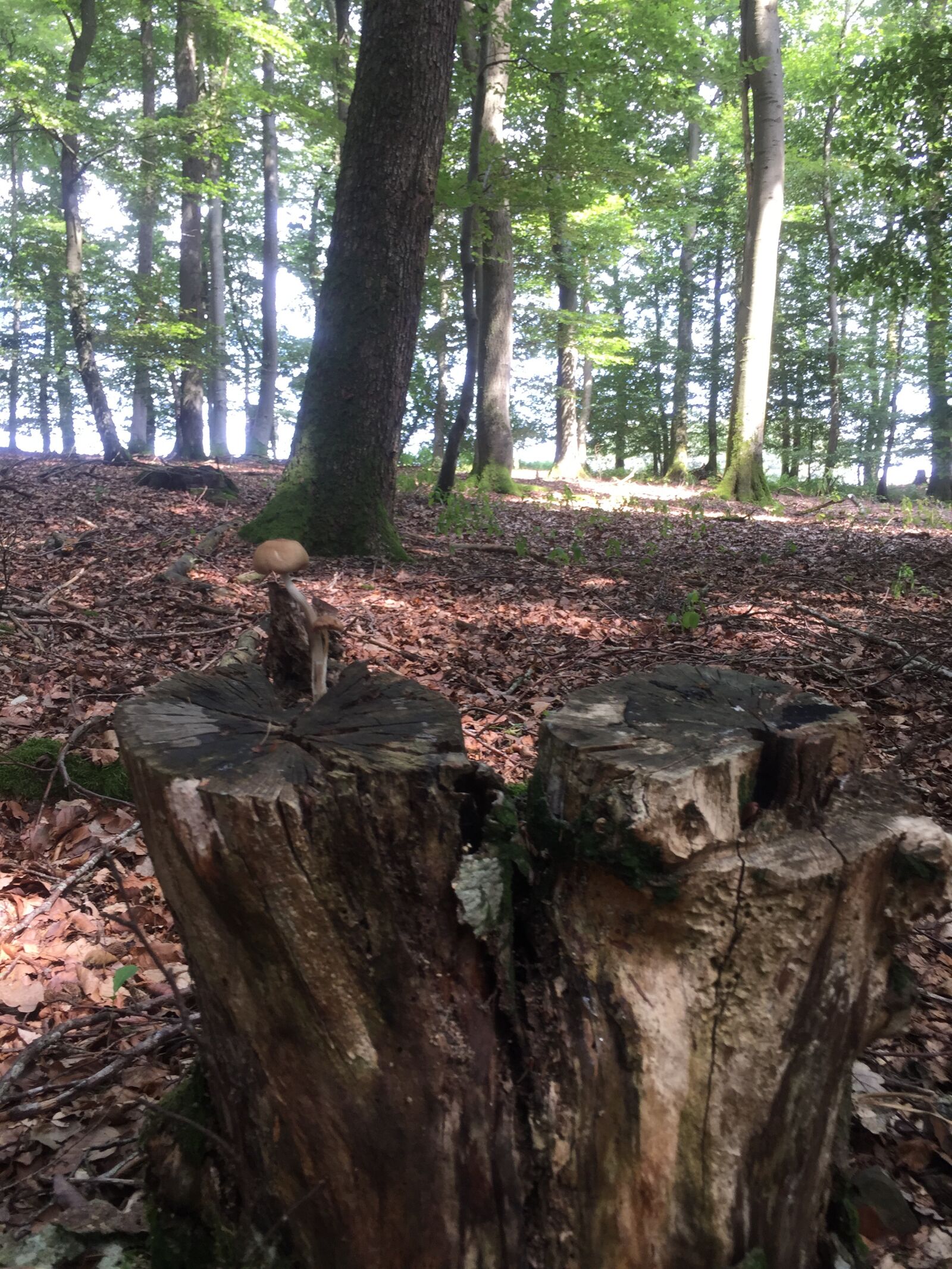 iPhone 6 Plus back camera 4.15mm f/2.2 sample photo. Forest, mushroom, nature photography