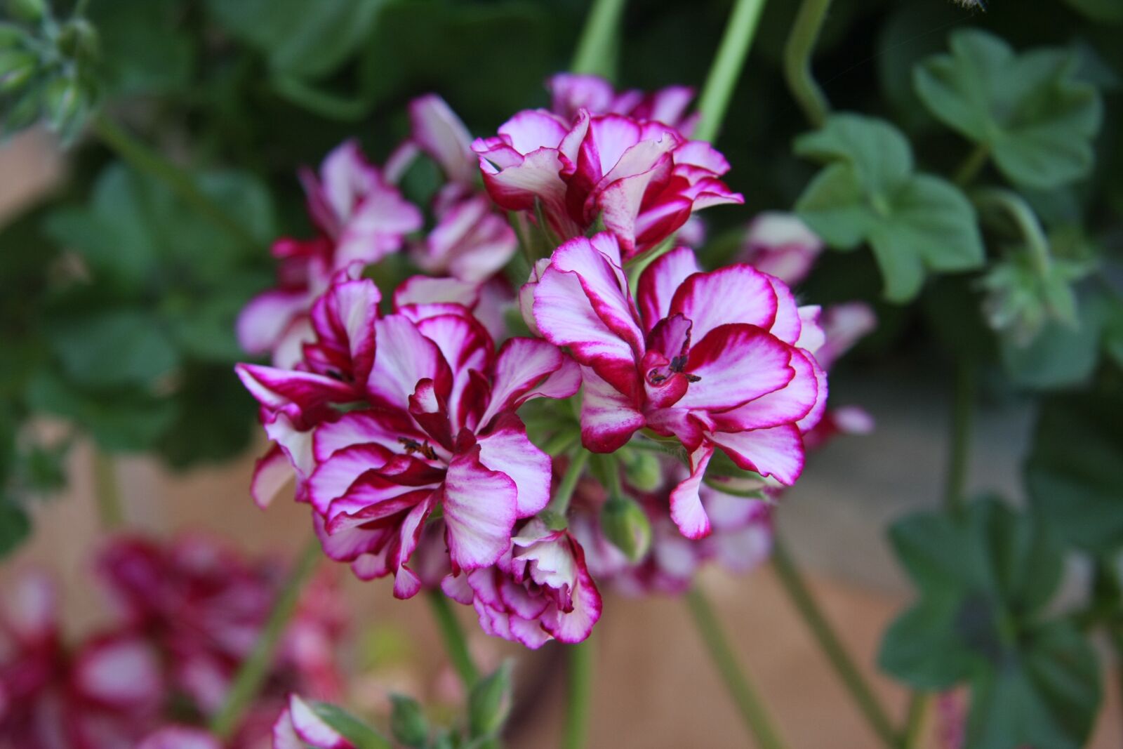 Canon EOS 40D sample photo. Flower, plant, nature photography