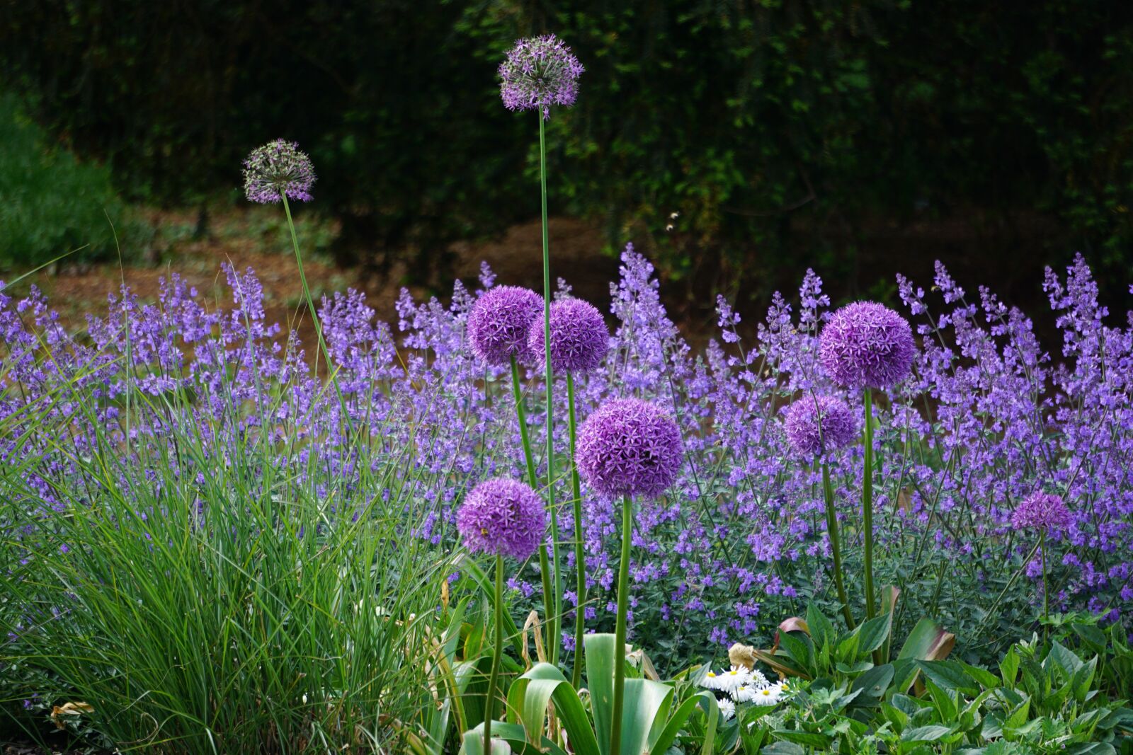Sony E 55-210mm F4.5-6.3 OSS sample photo. Flowers, purple, nature photography