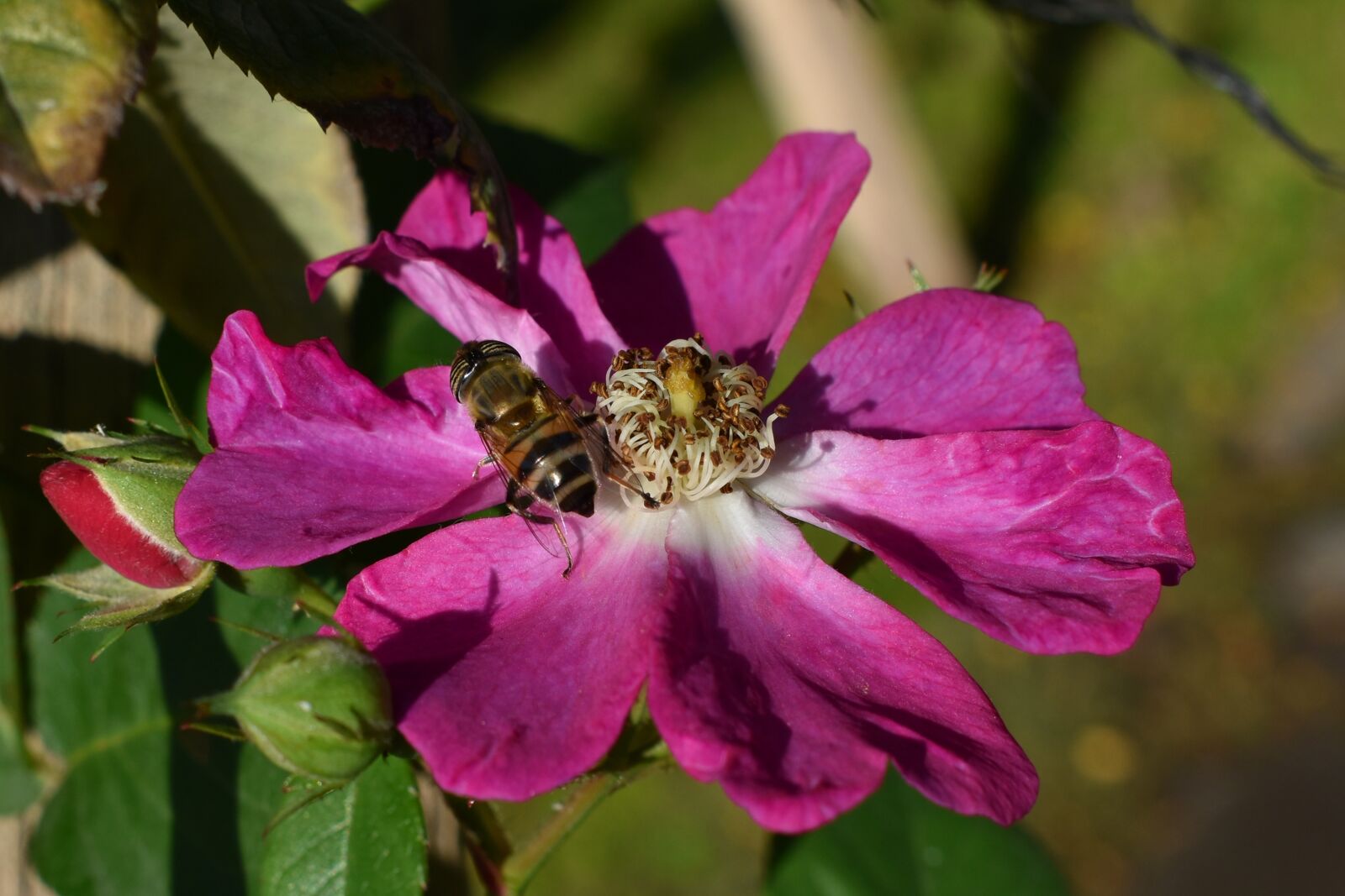 Nikon D3500 sample photo. Flower, bee, purple photography