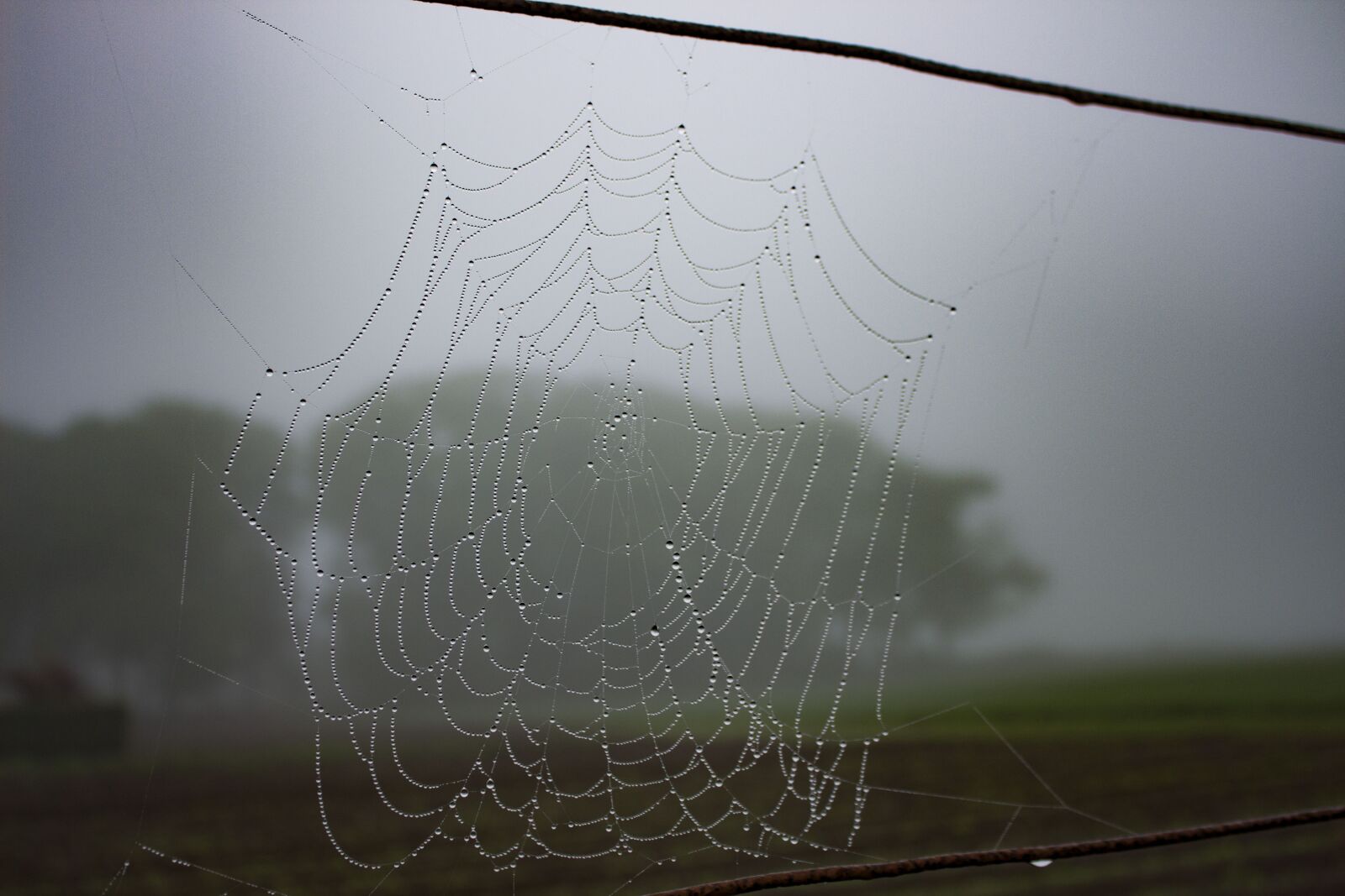 Canon EOS 650D (EOS Rebel T4i / EOS Kiss X6i) sample photo. Spiderweb, dew, rain photography