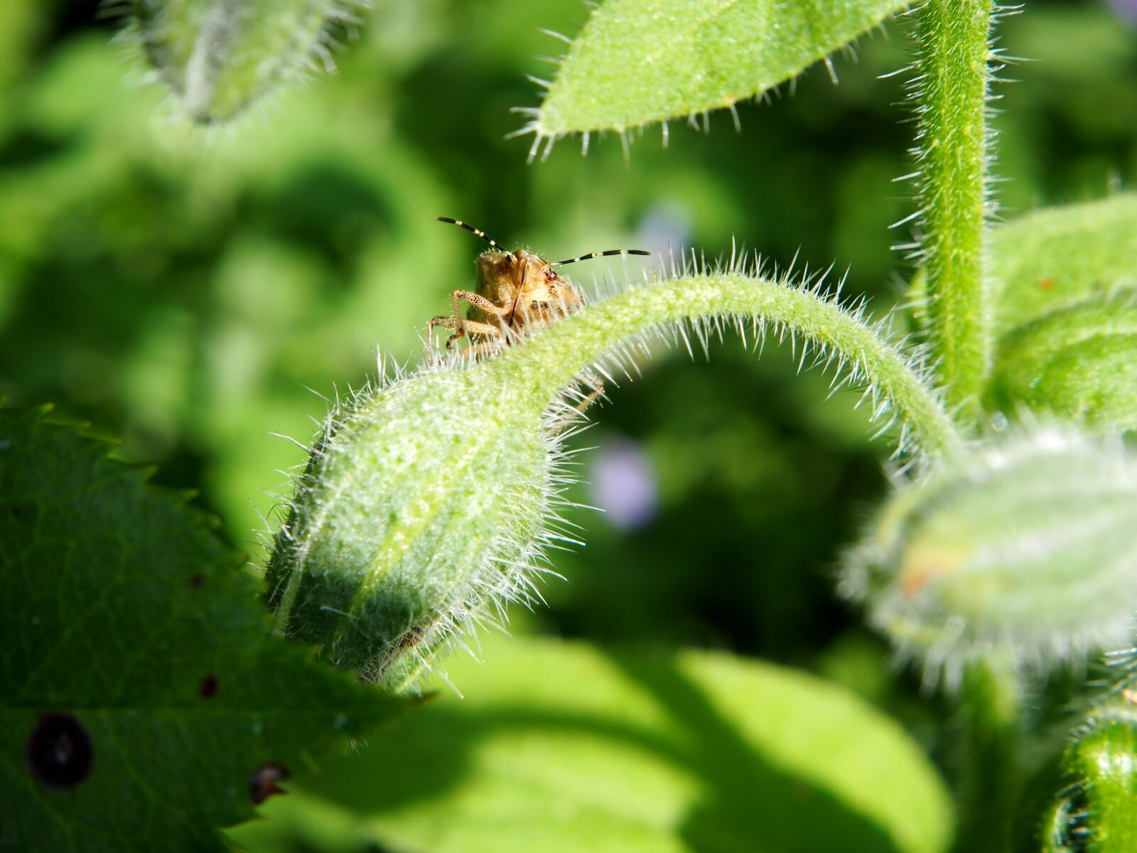 Olympus OM-D E-M10 sample photo. Beetle, insect, garden photography