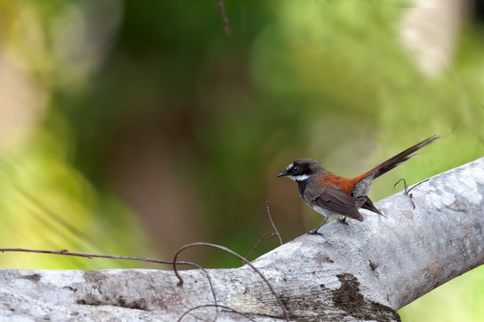 Canon EOS 5D Mark II sample photo. Little bird, fallen trees photography
