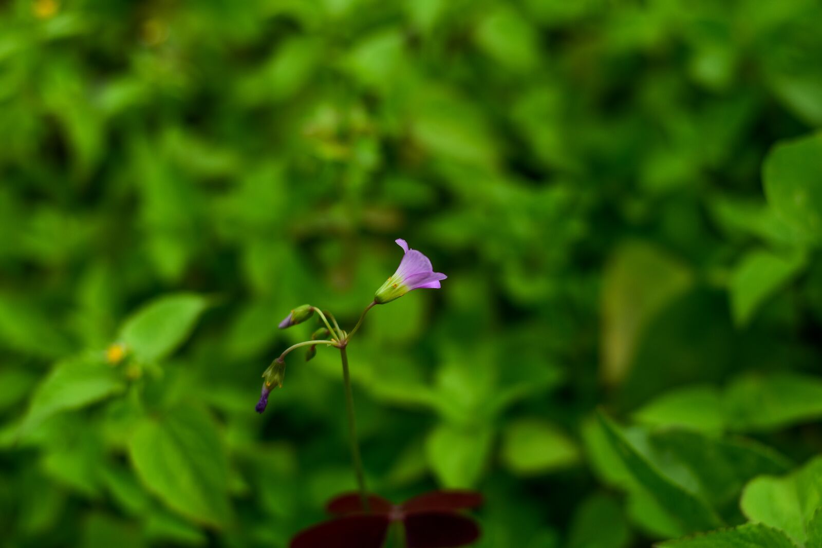 Nikon D3400 sample photo. Small flower, linda flower photography