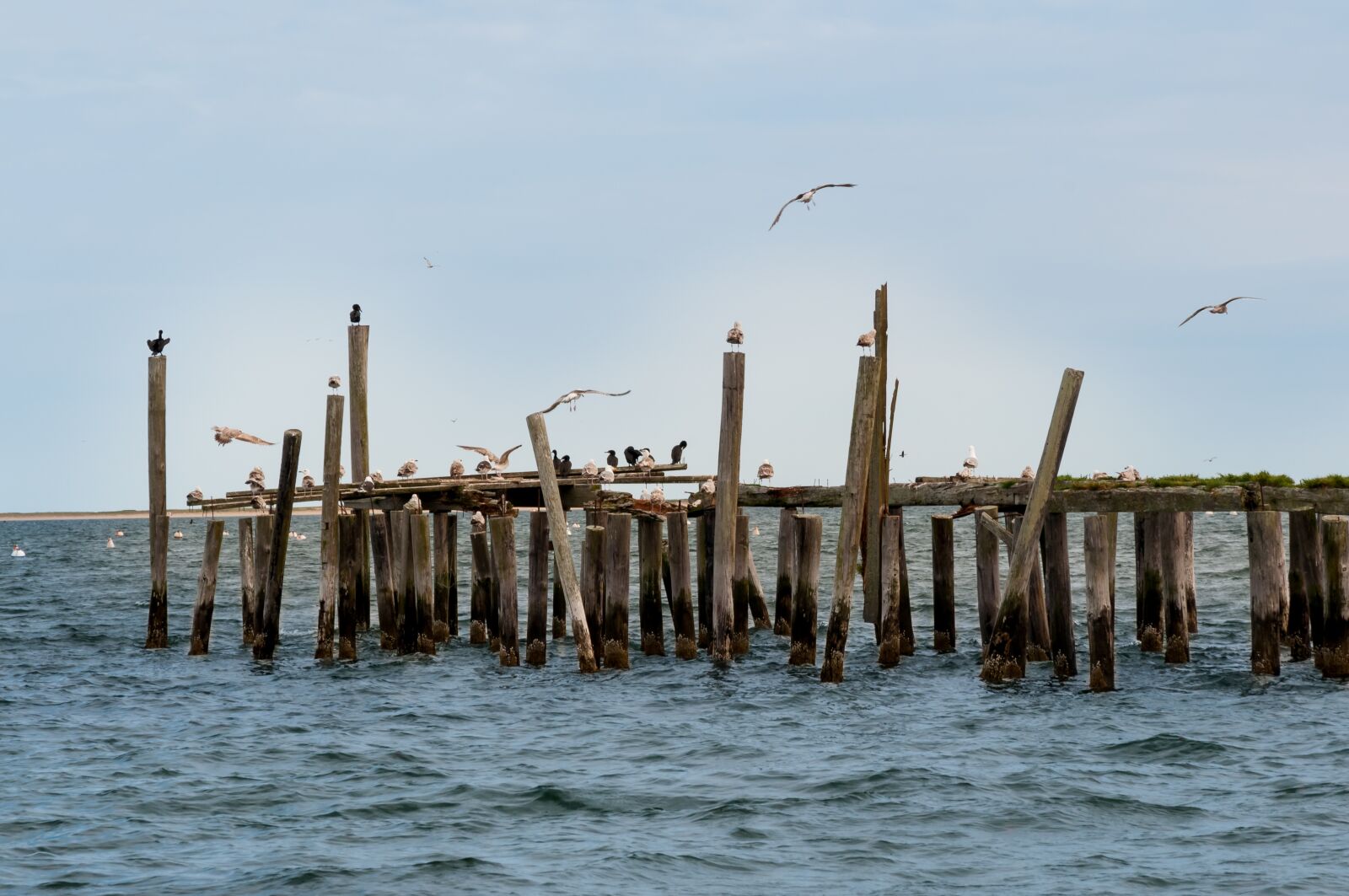 Nikon D300 sample photo. Jetty, birds, sea photography