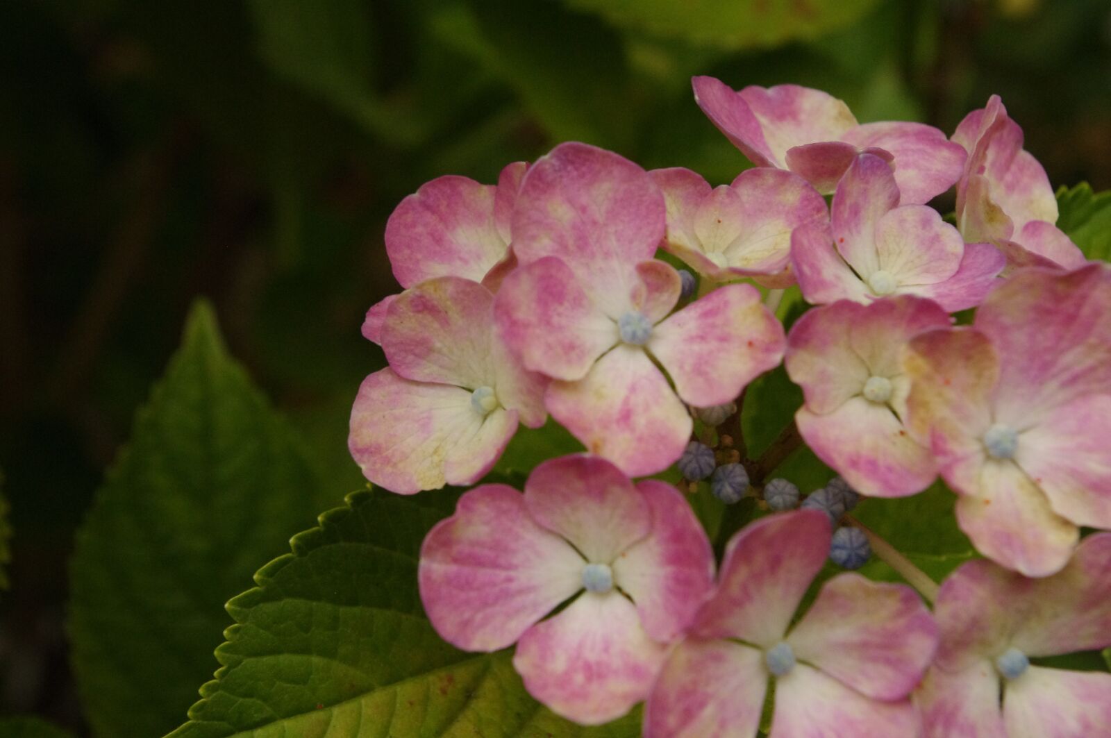 Pentax K-r sample photo. Hydrangea, flower, bloom photography