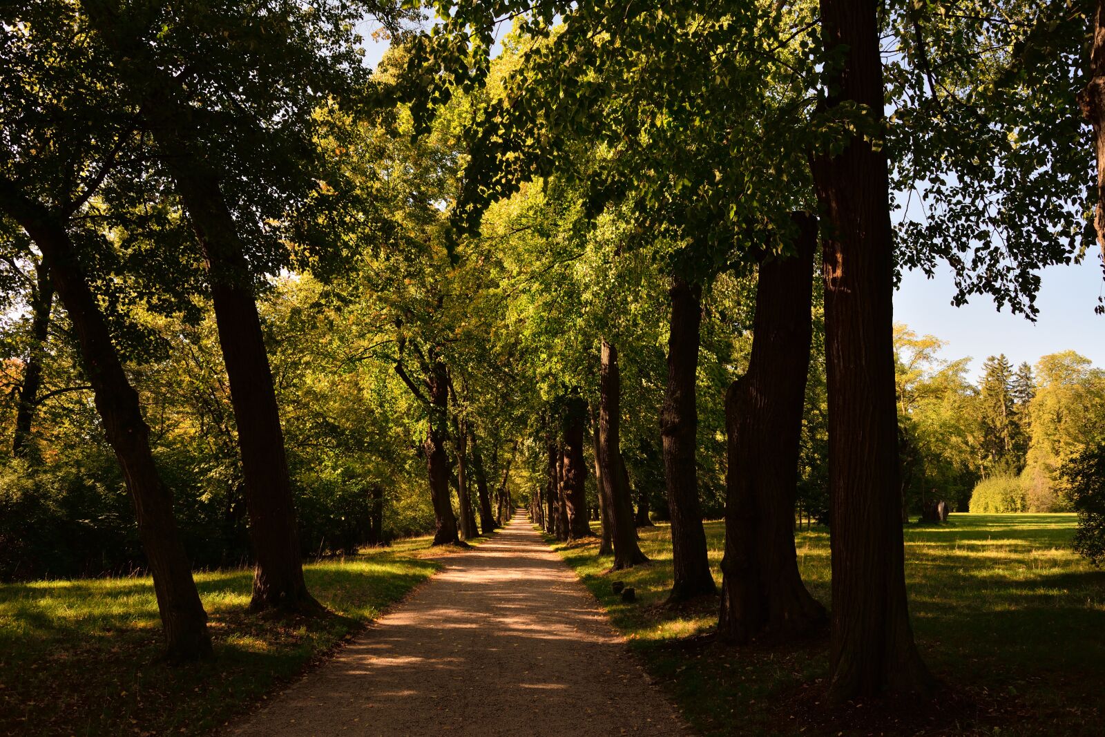 Nikon D5200 sample photo. Avenue, park, trees photography