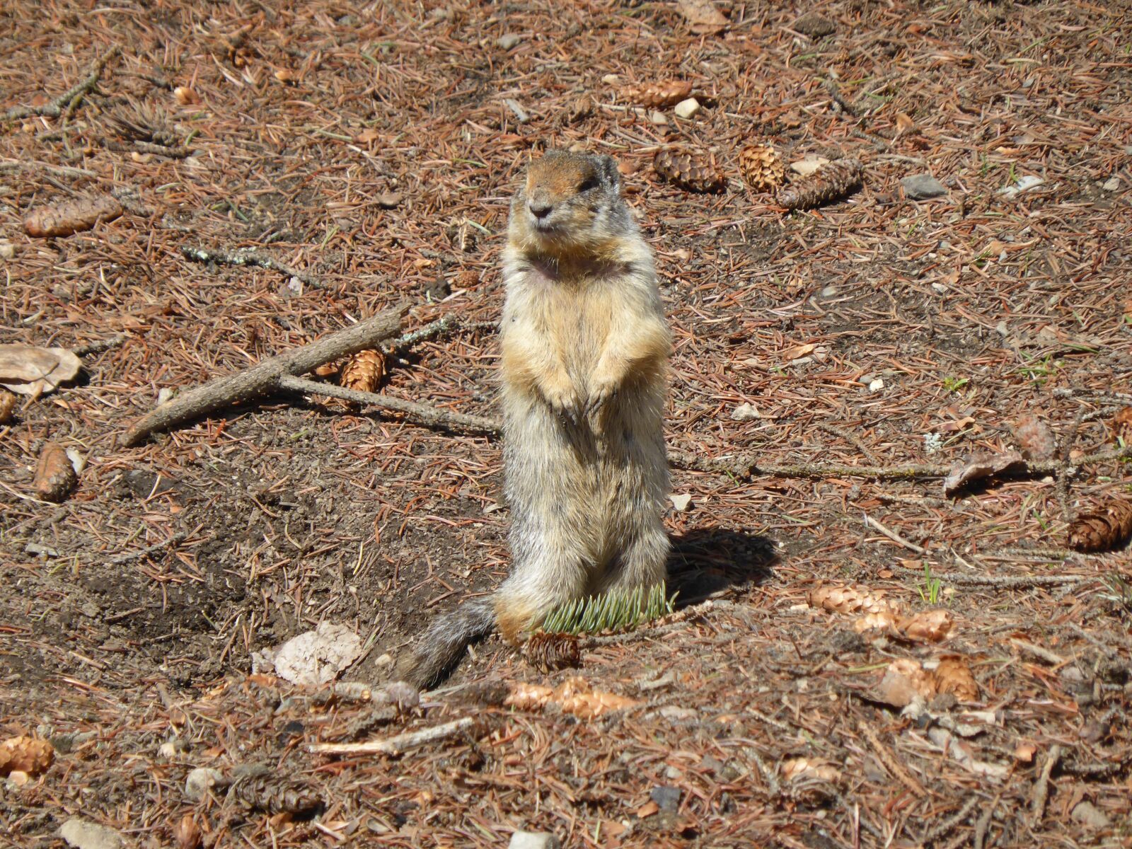 Panasonic Lumix DMC-ZS30 (Lumix DMC-TZ40) sample photo. Squirrel, chipmunk, mammal photography