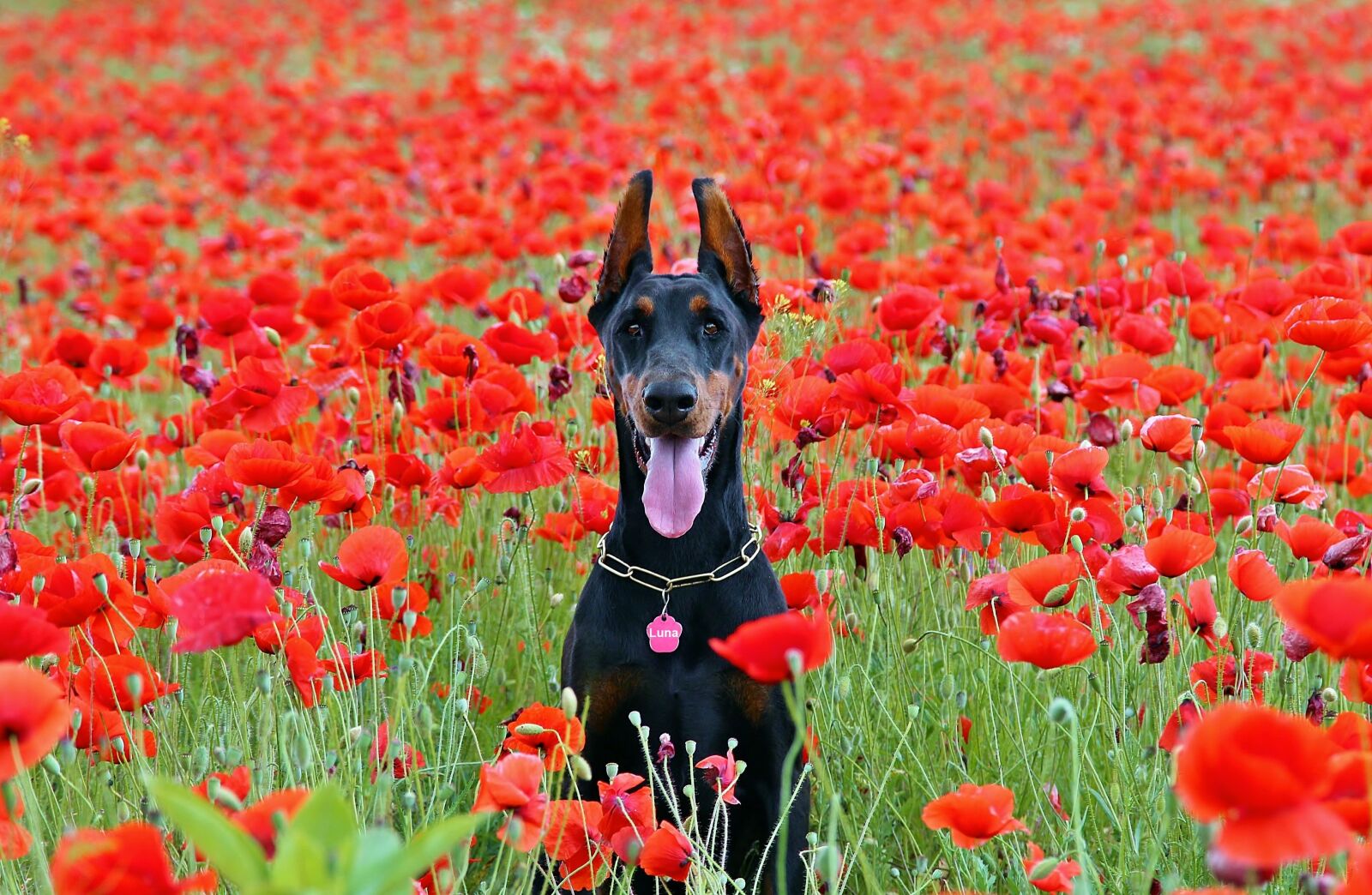 Canon EOS 600D (Rebel EOS T3i / EOS Kiss X5) sample photo. Doberman dog, sitting, poppy photography