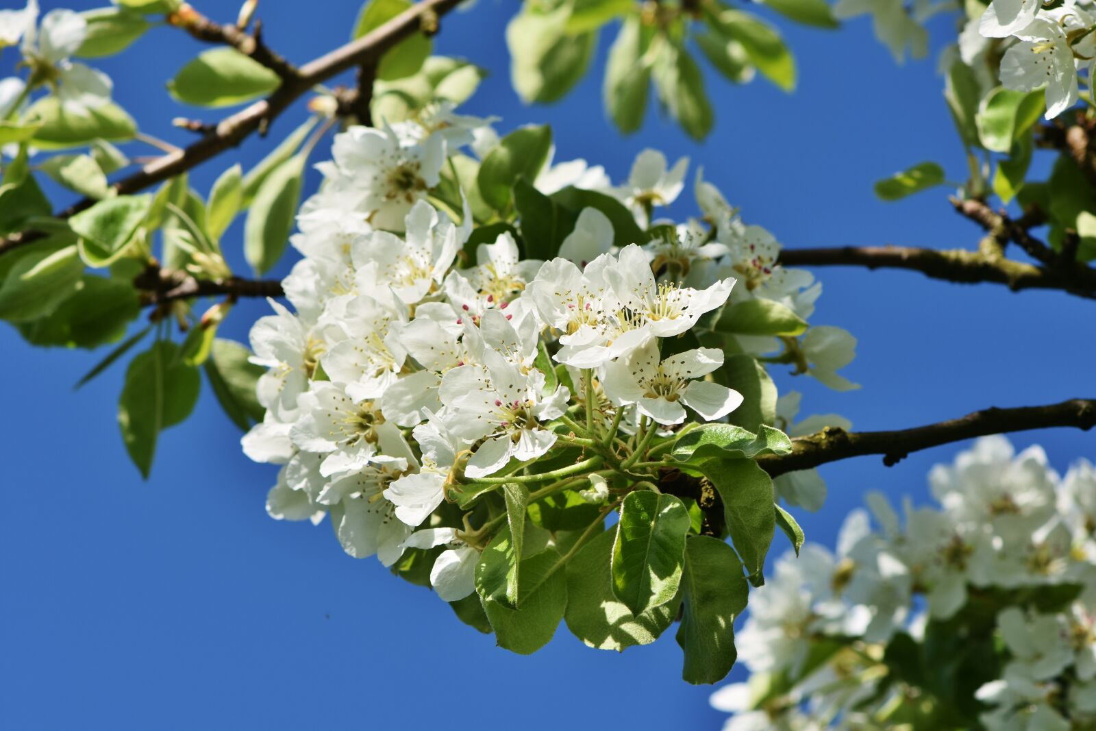 Nikon D7200 sample photo. Apple blossom, blossom, bloom photography
