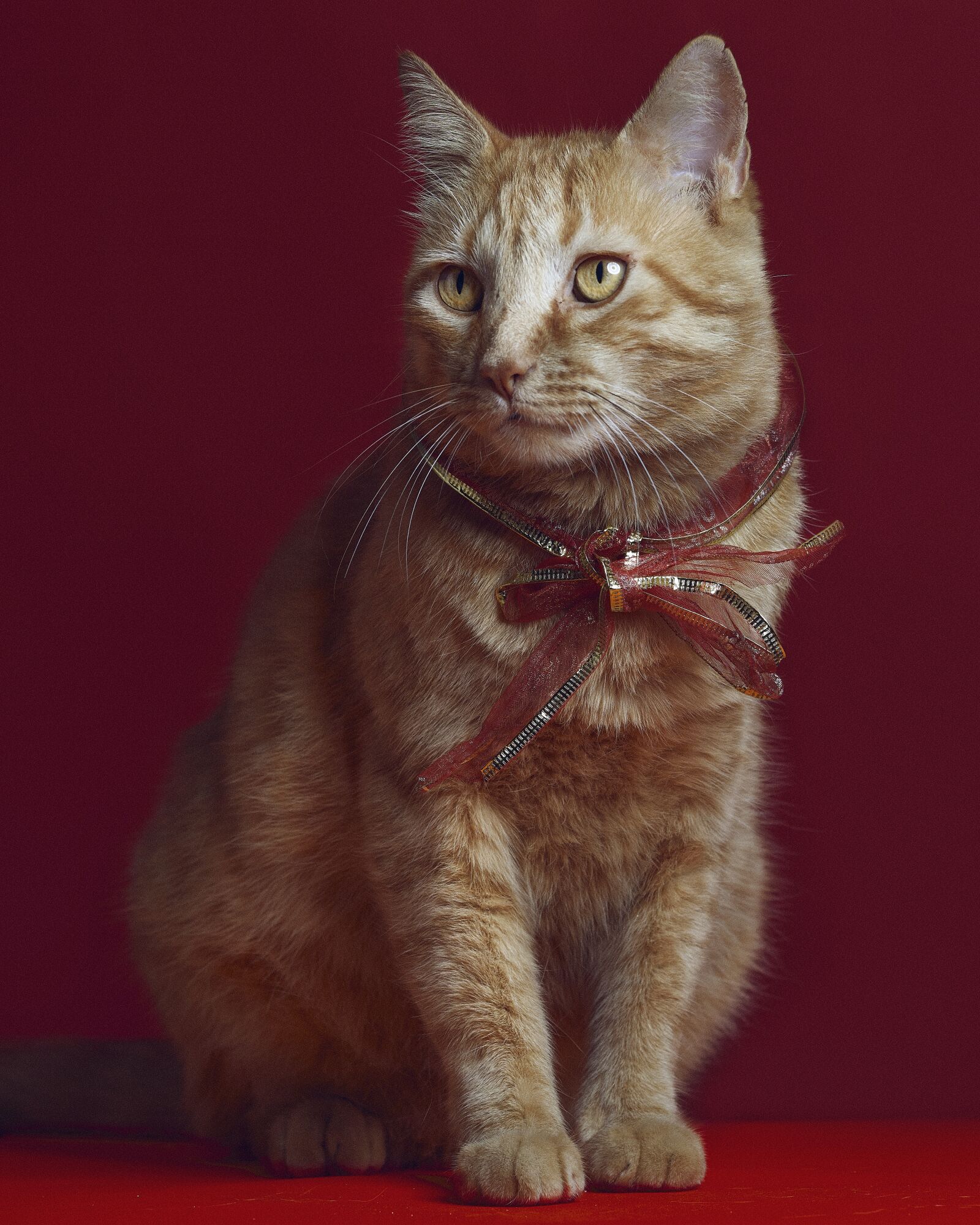 Sony FE 100-400mm F4.5-5.6 GM OSS sample photo. Cat, animal, pet photography