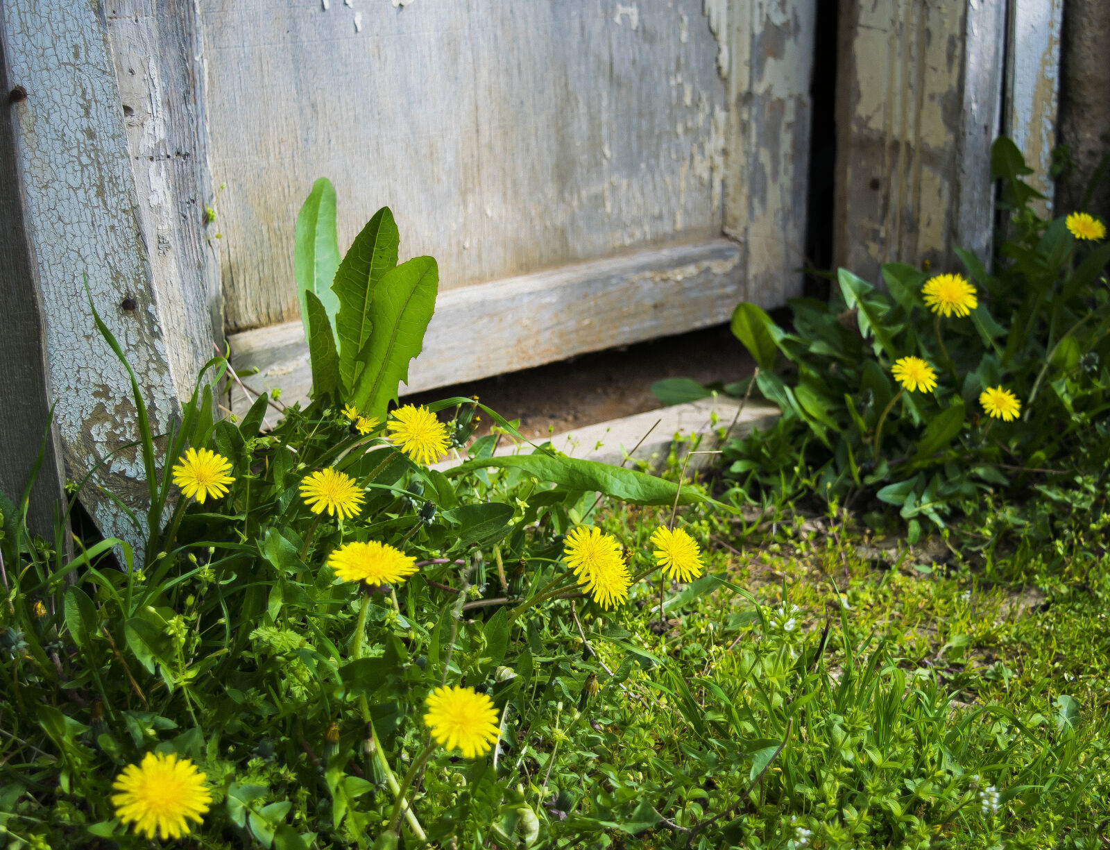 Nikon D3300 sample photo. Beautiful, flowers, door, grass photography