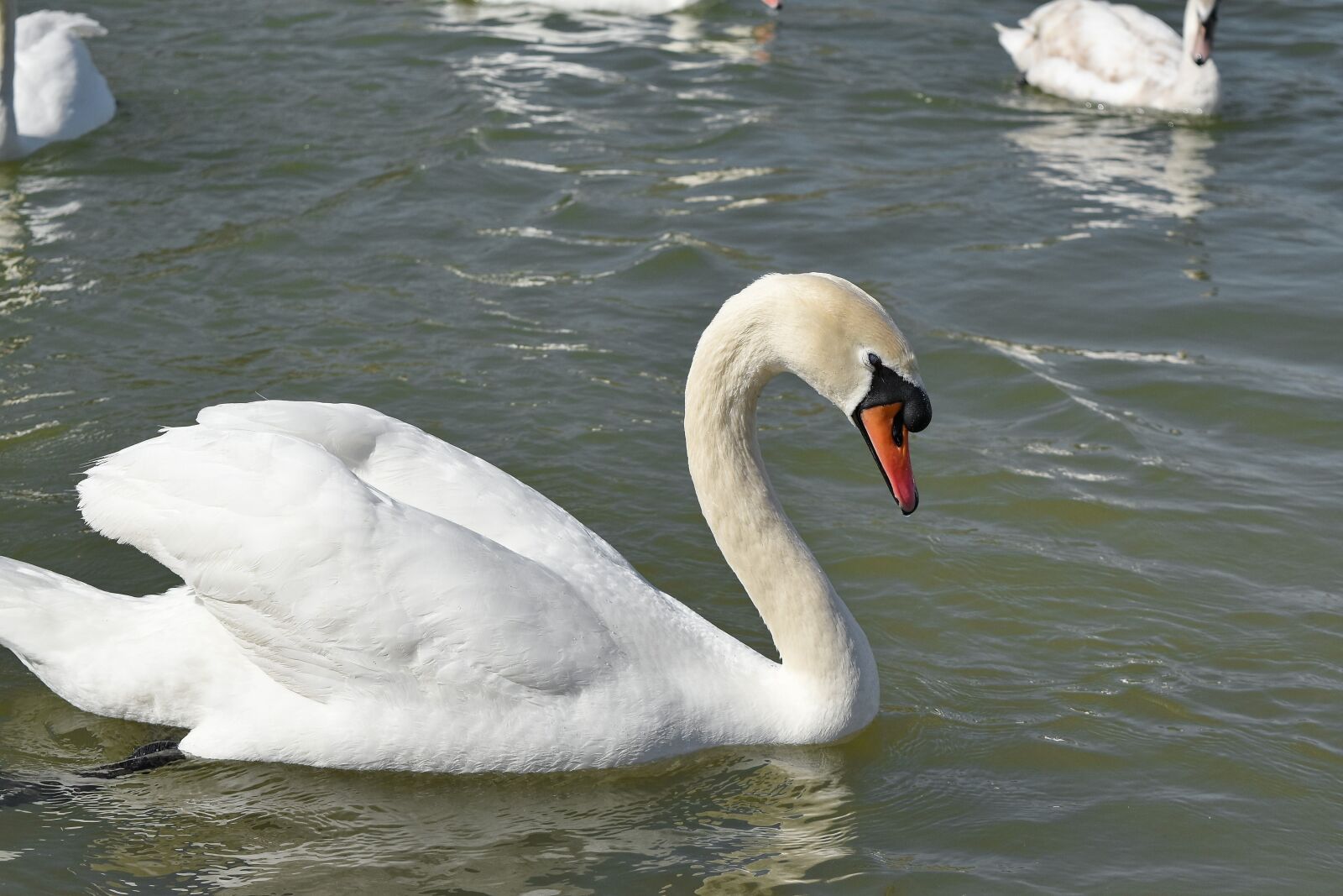 Nikon D5500 sample photo. Swan, animal, animals, aquatic photography