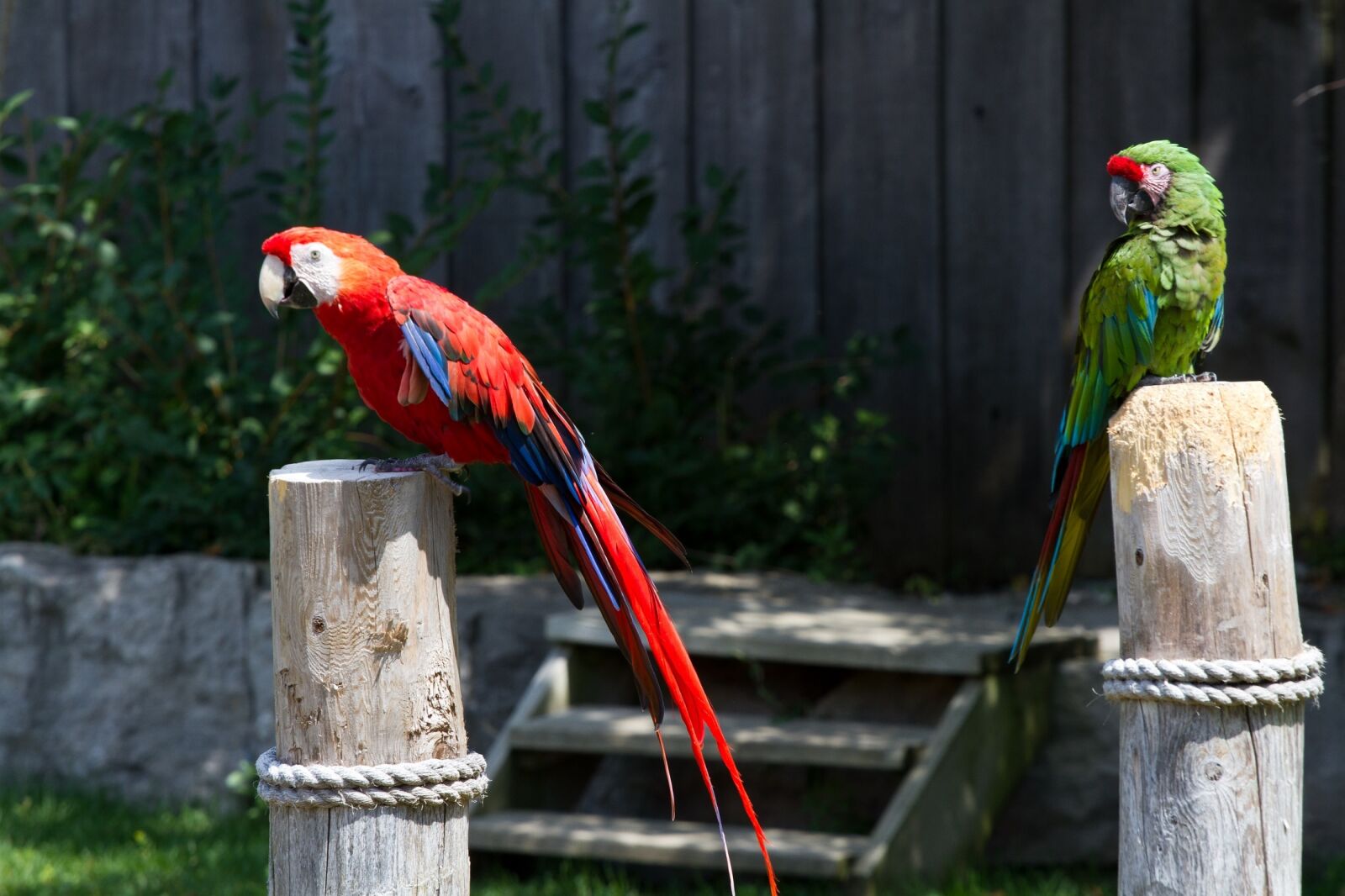 Canon EOS 7D + Canon EF 70-200mm F4L USM sample photo. Macaws, birds, parrots photography