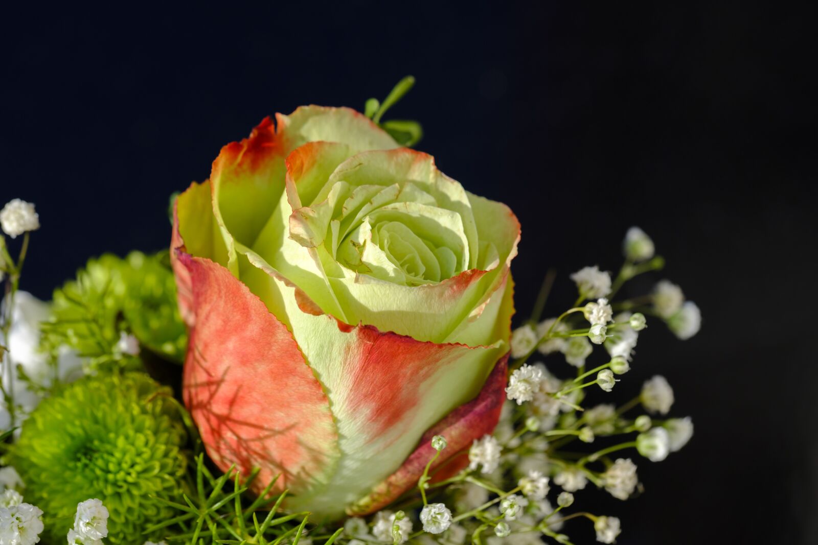 Fujifilm X-T2 + Fujifilm XF 80mm F2.8 R LM OIS WR Macro sample photo. Rose, bouquet of roses photography