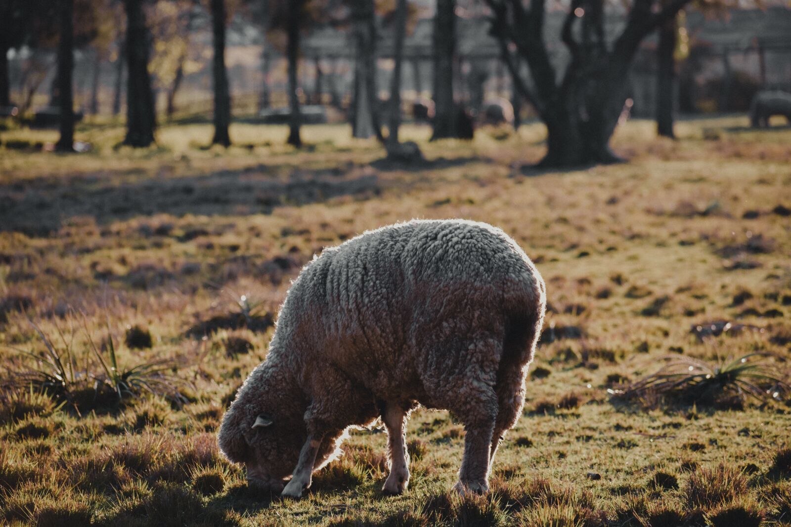 Nikon D3400 sample photo. Sheep, animals, hermo photography