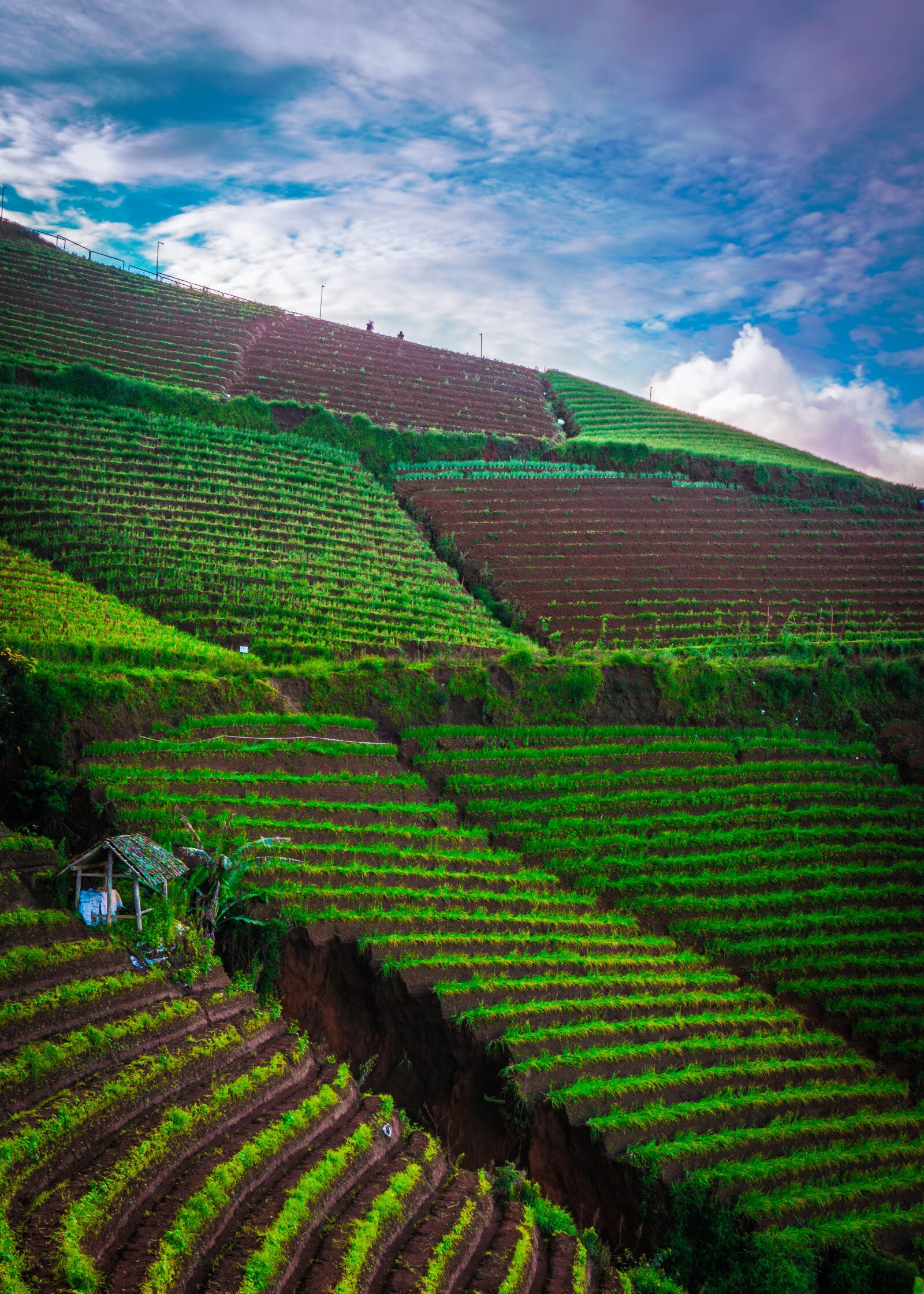 Sony a6000 sample photo. Farmers, human, farmer photography