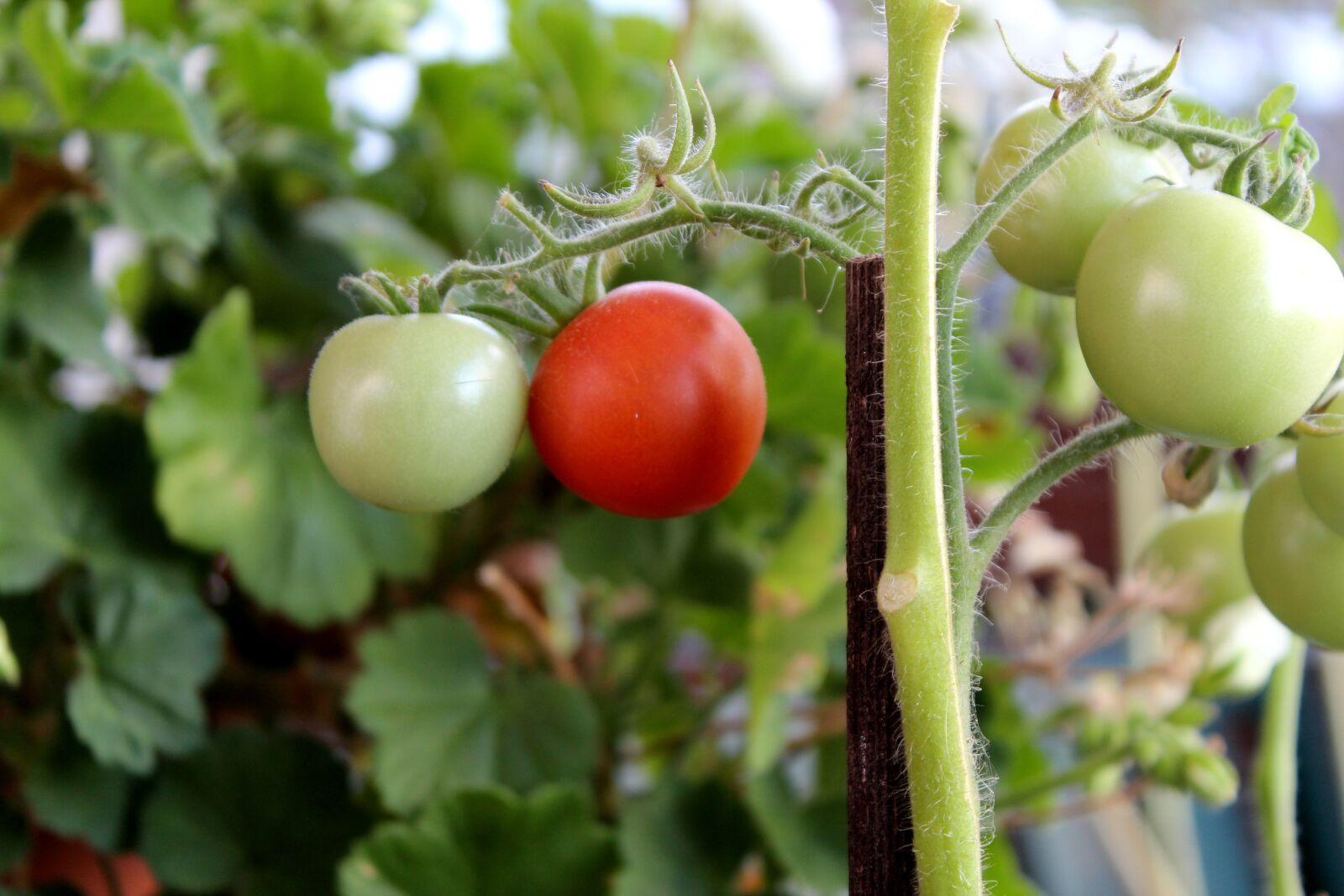 Canon EOS 600D (Rebel EOS T3i / EOS Kiss X5) sample photo. Tomatoes, vegetables, plants photography