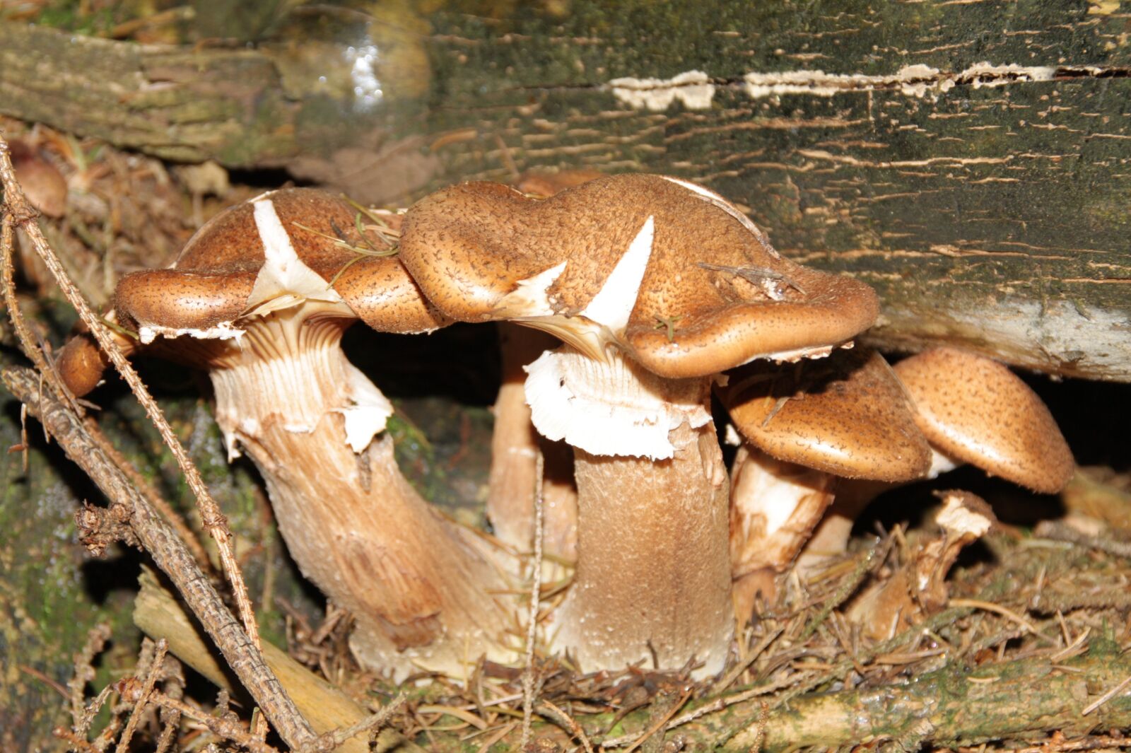Canon EOS 450D (EOS Rebel XSi / EOS Kiss X2) sample photo. Mushroom, nature, forest photography