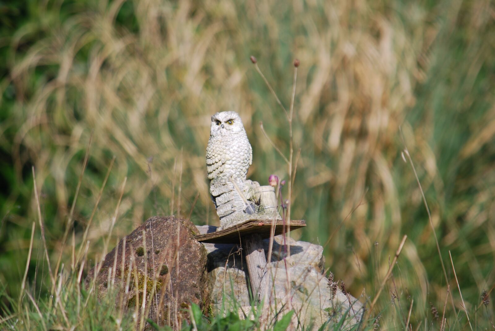 Nikon D60 sample photo. Owl, statue, macro photography