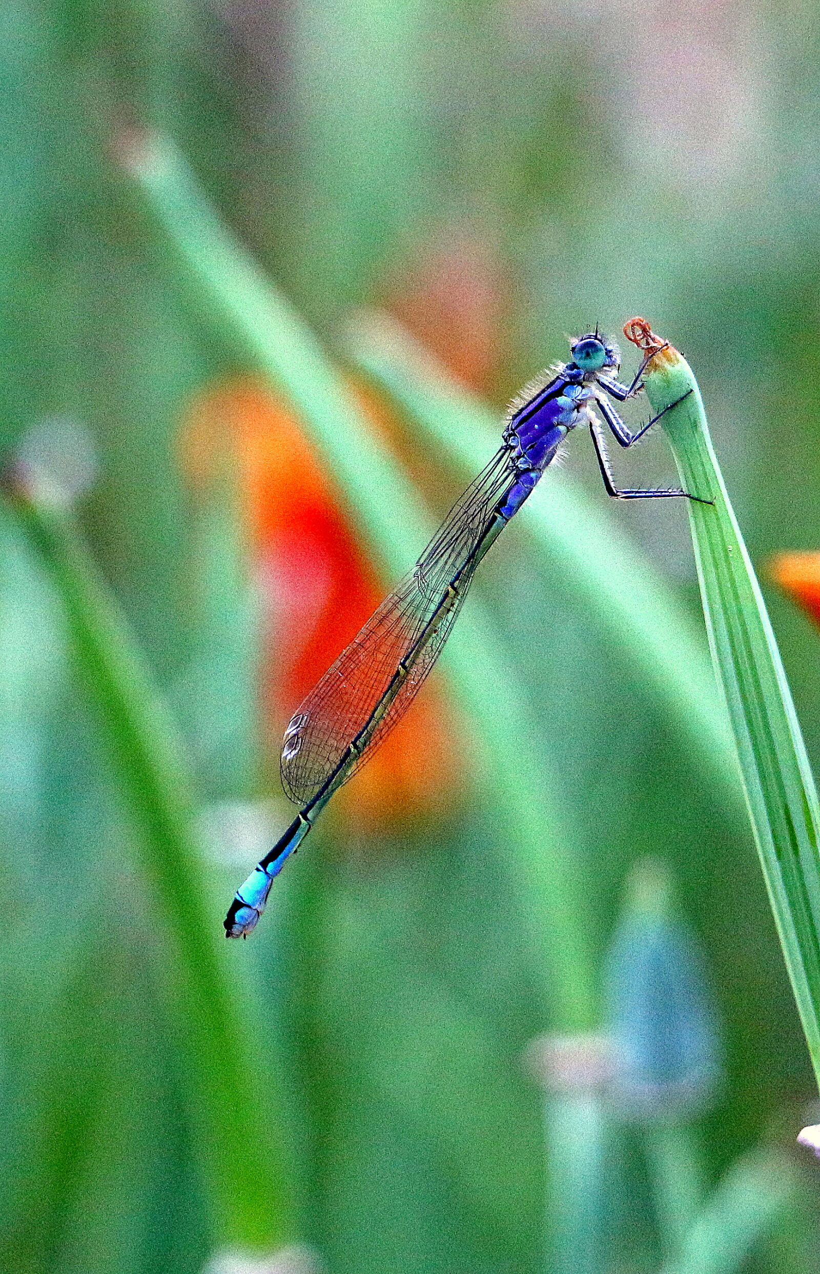 Canon EOS 700D (EOS Rebel T5i / EOS Kiss X7i) sample photo. Dragon, fly photography
